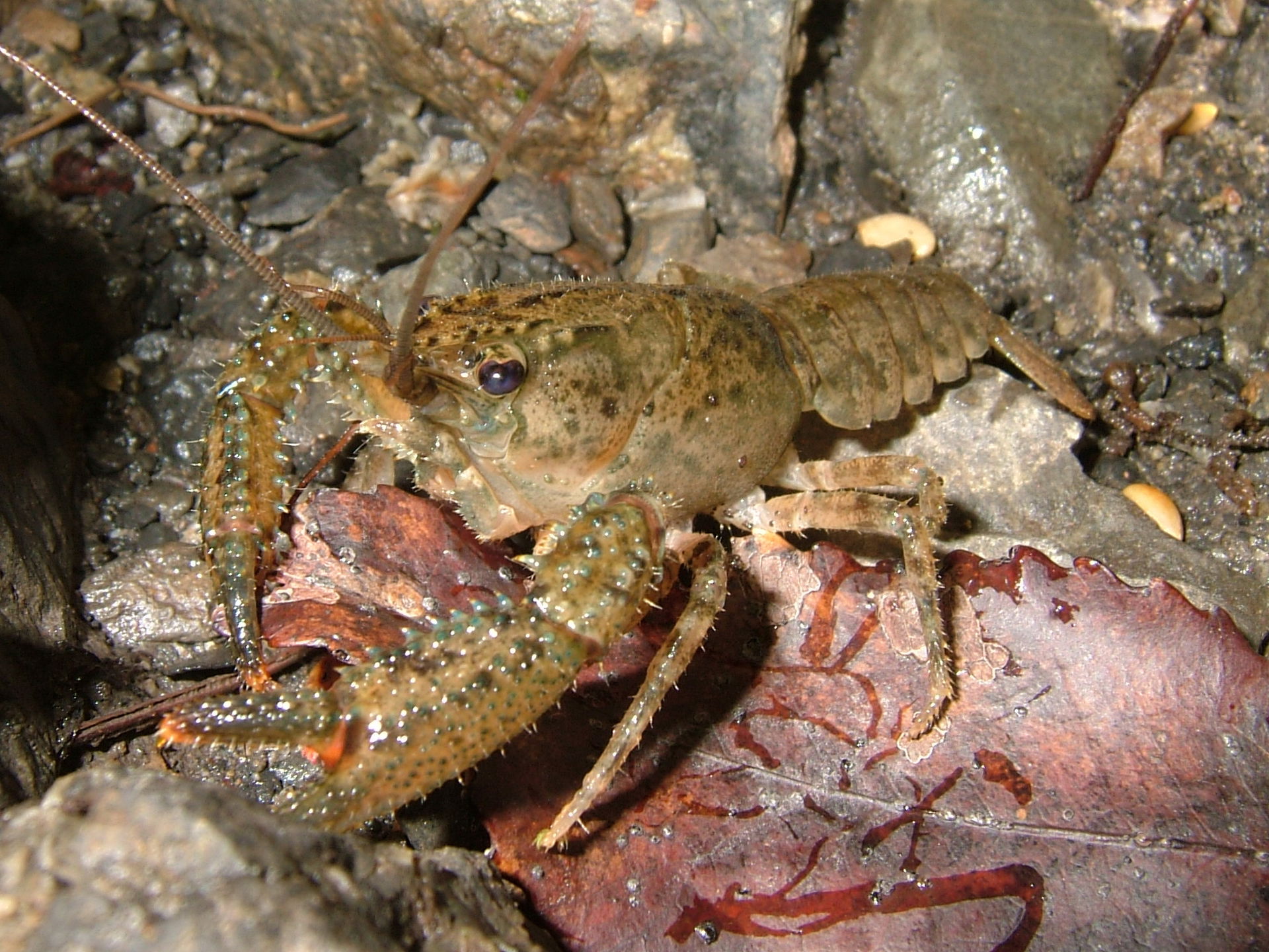 A crayfish