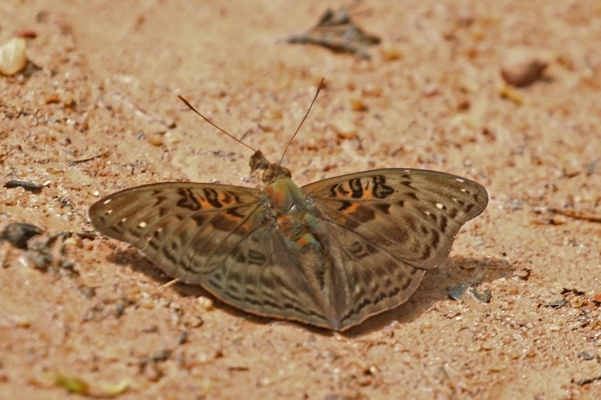 Common commander (Euryphura chalcis chalcis) male, Bobiri Fores…