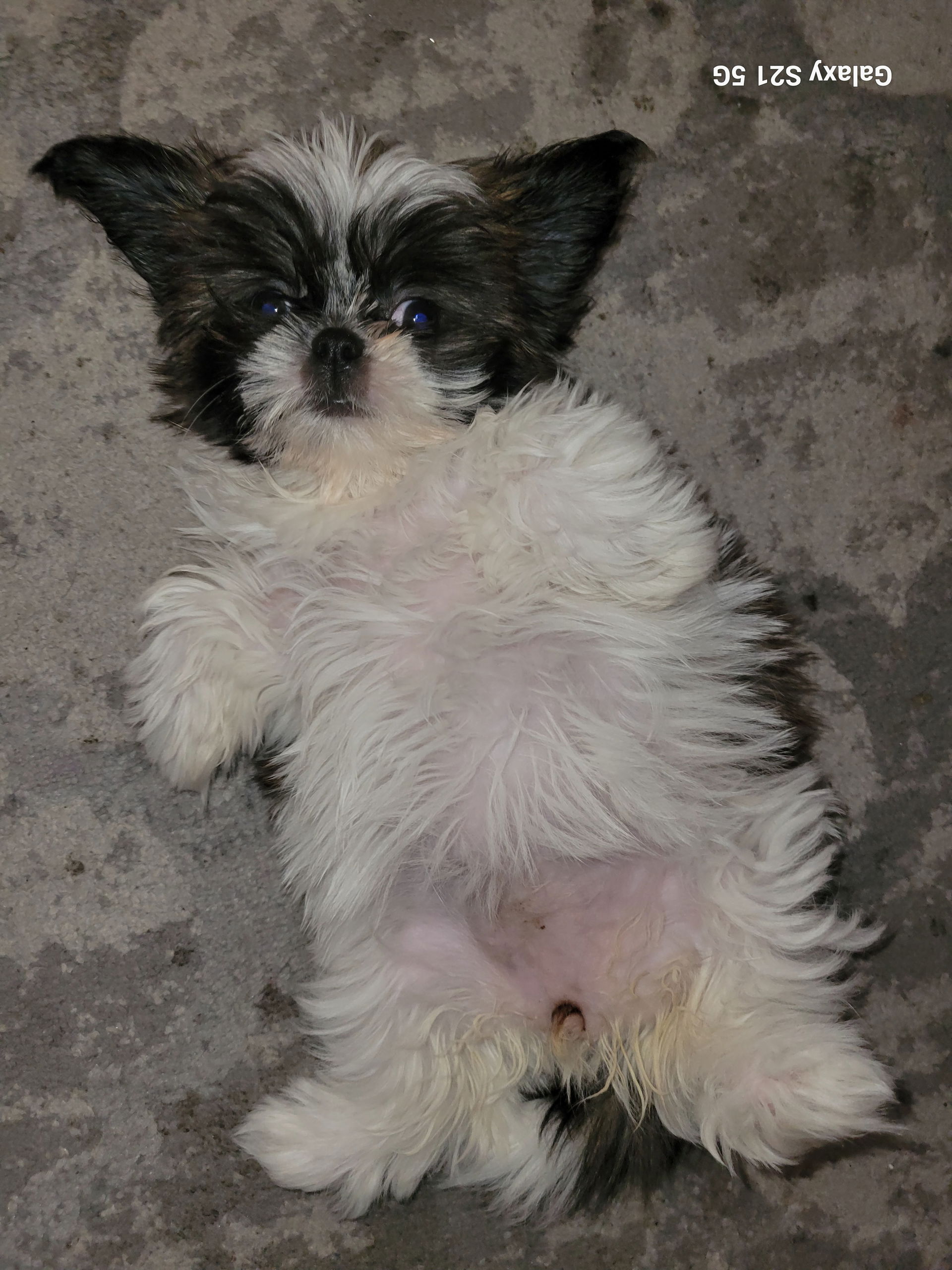 Ms Khloe at 9 weeks old. She's laying on her back for me to pet…