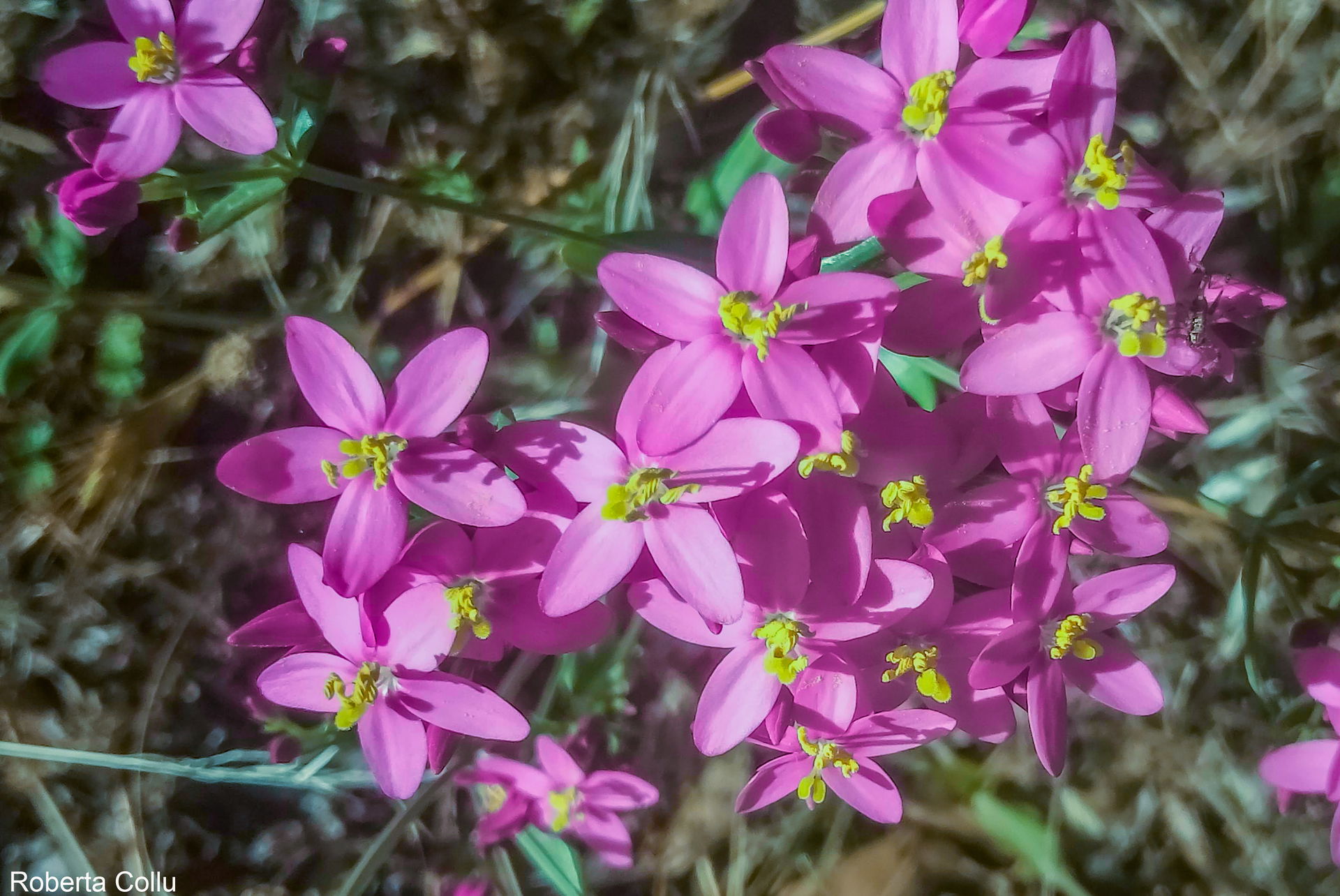 Centaurium erythraea Rafn-Cacciafebbre- Pianta spontanea utiliz…