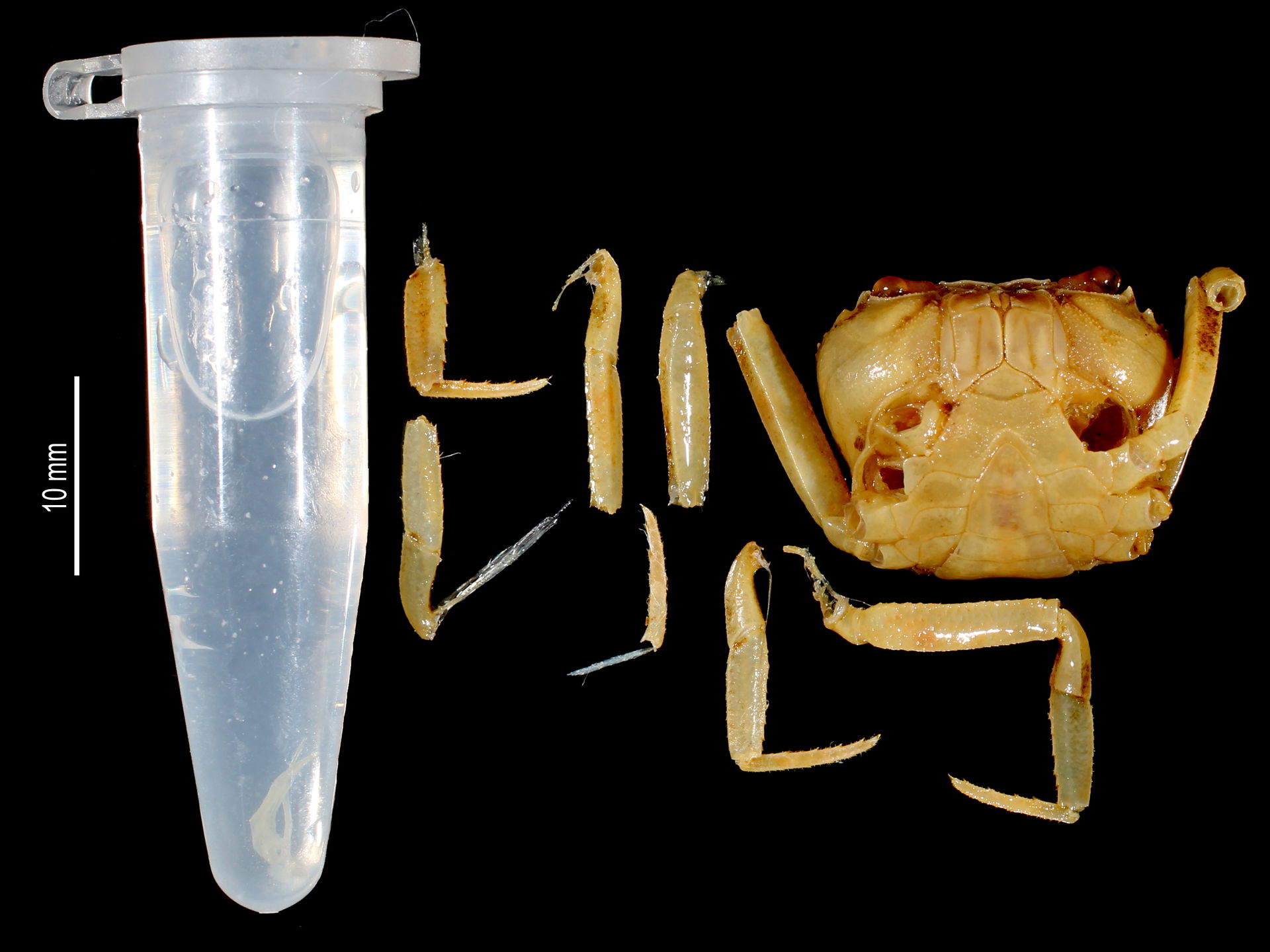 PRESERVED_SPECIMEN; Gecarcinautes antongilensis vondrozi Bott, …