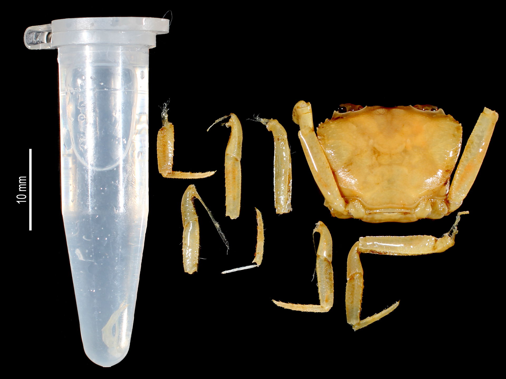 PRESERVED_SPECIMEN; Gecarcinautes antongilensis vondrozi Bott, …