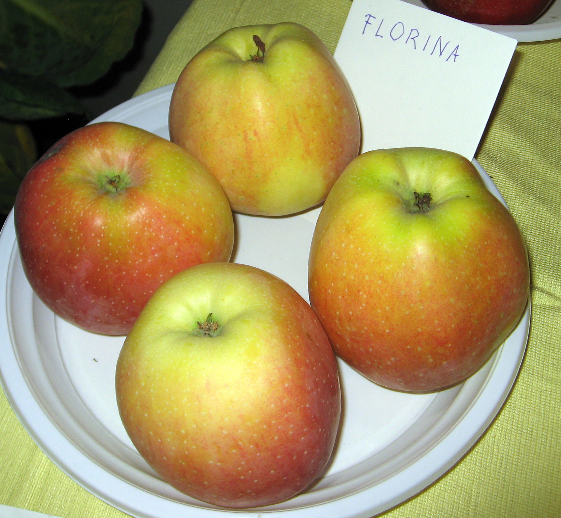 odrůda Florina