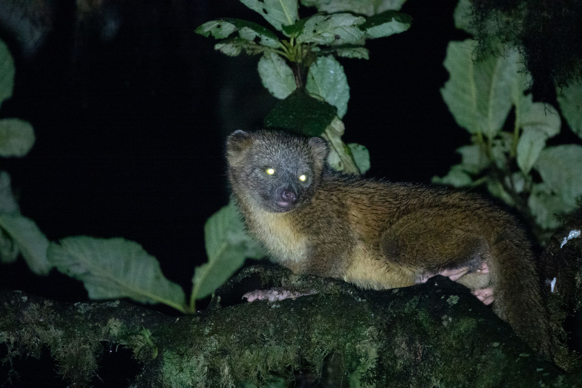 Olinguito (Bassaricyon neblina) in Ecuador