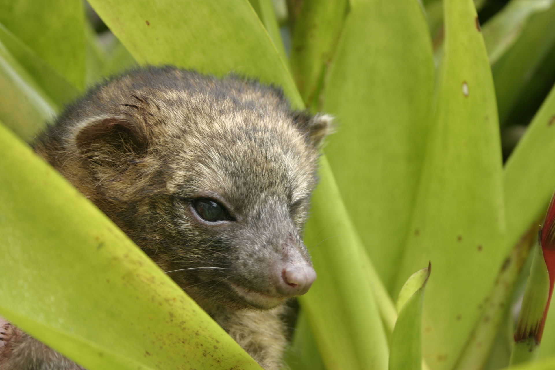 Olinguito (Bassaricyon neblina) in Ecuador