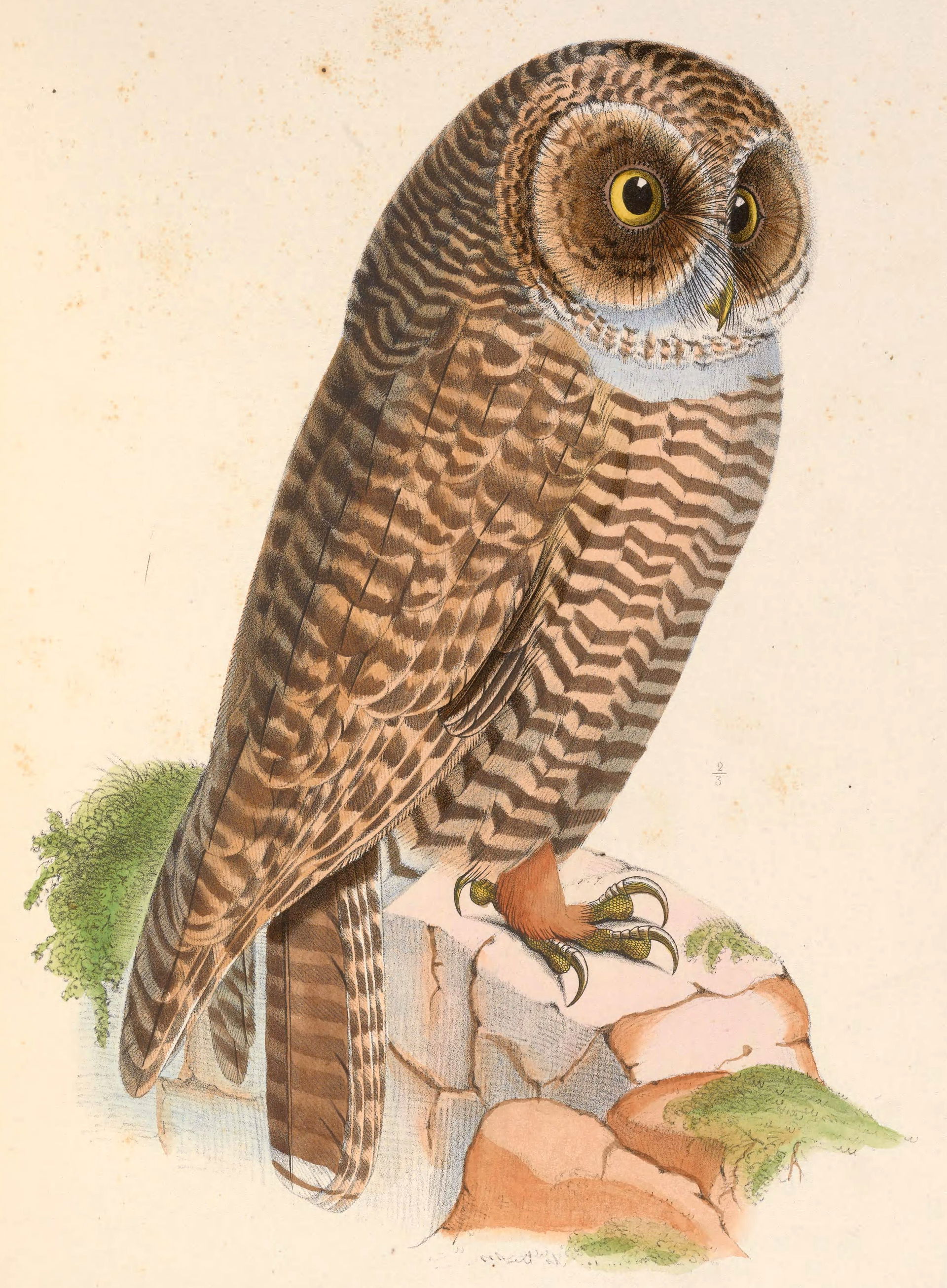 Ulula fasciata = Strix rufipes (Rufous-legged Owl)
