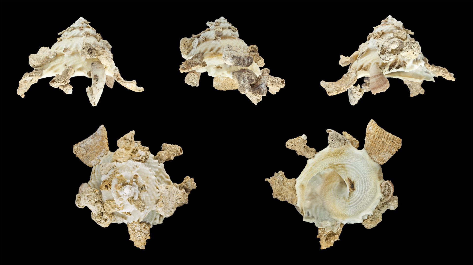 Xenophora mekranensis konoi Habe, 1953, Kono's Carrier Shell; D…