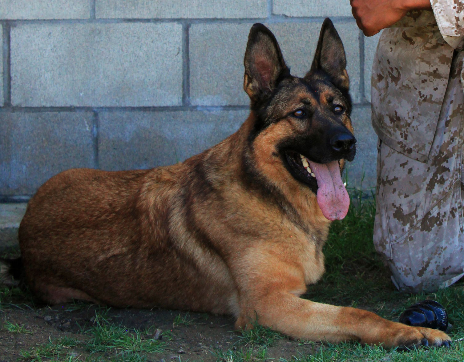 Cpl. Juan M. Rodriguez, military dog handler with 1st Law Enfor…