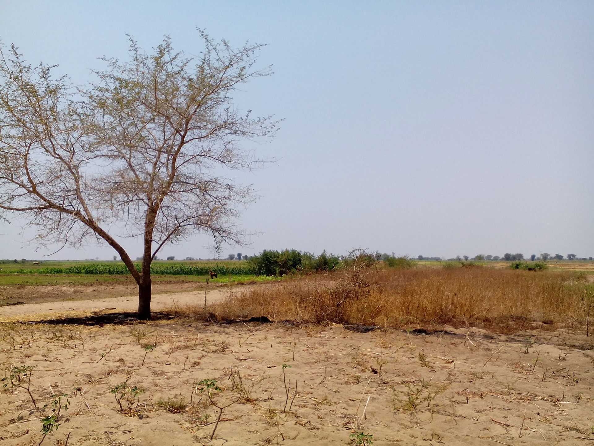 Sight of the Kambwe massacre by Mlozi the slaver. Karonga, Mala…