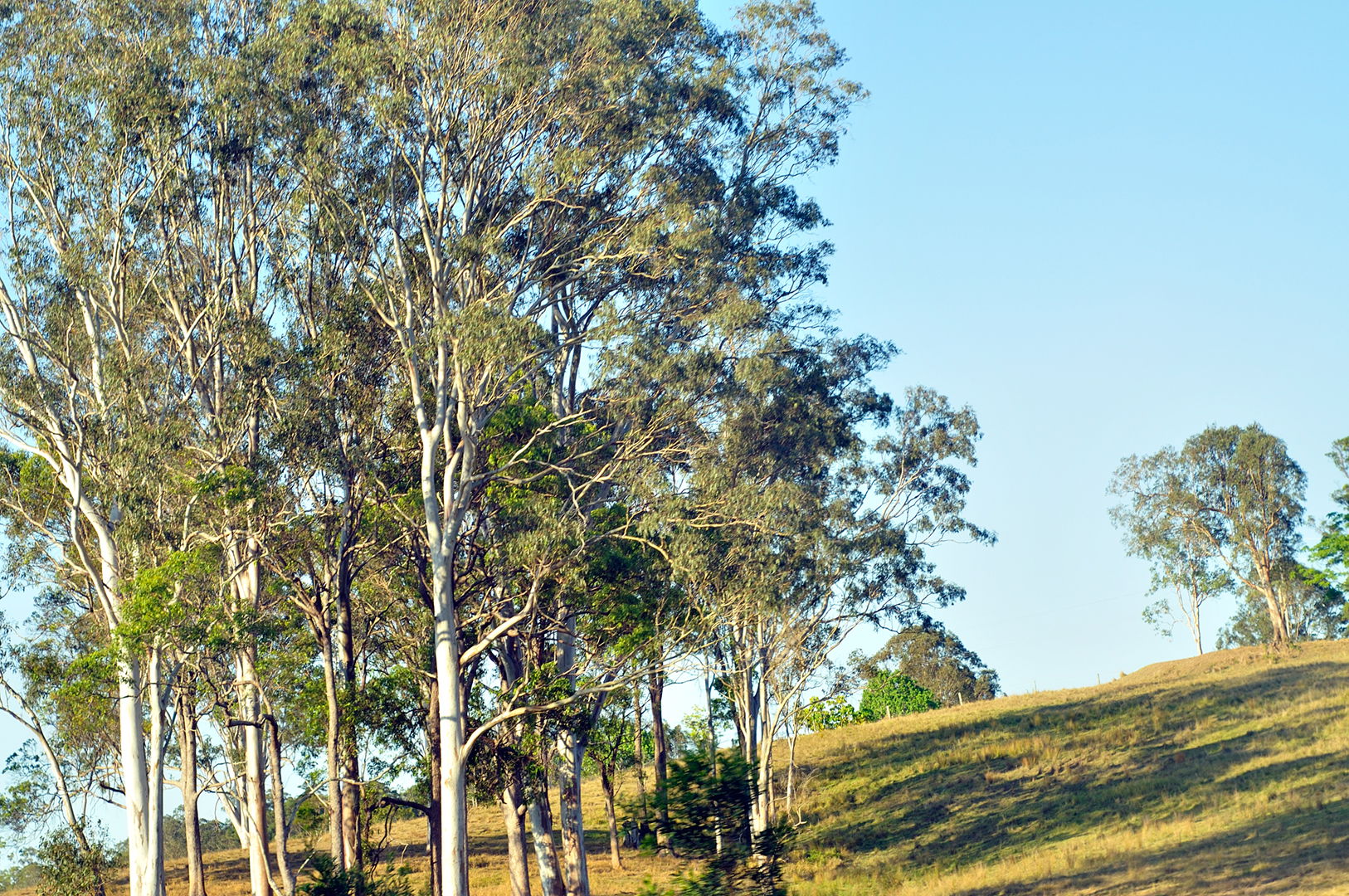 Belli Park, 4562, Sunshine Coast, Queensland, Australia.