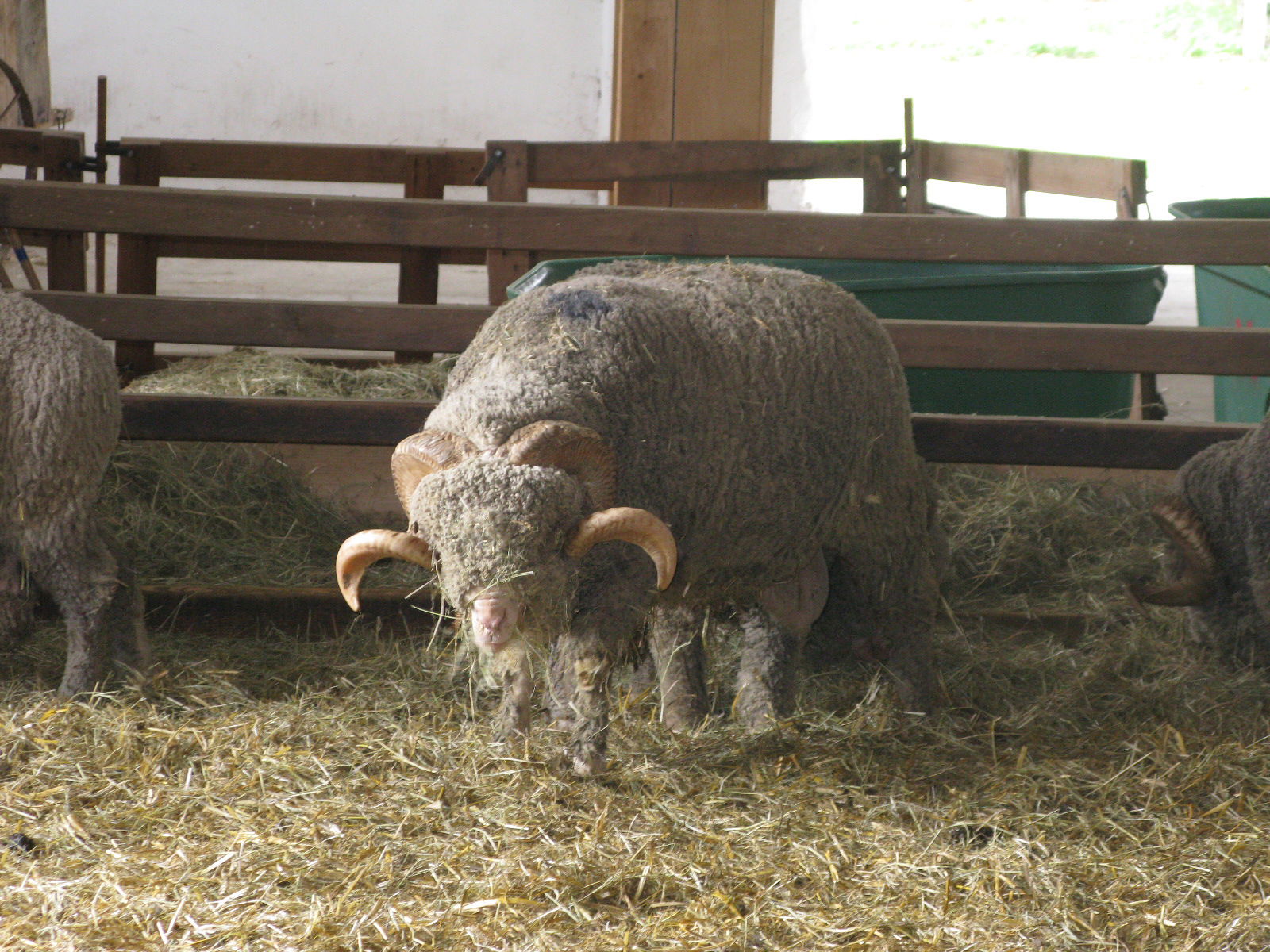 Ram (ovis aries), mérinos de Rambouillet breed, national	sheepf…