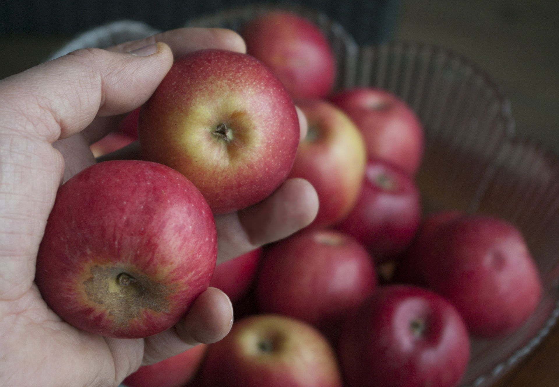 "Apple of Niğde" (Malus domestica var. nigde),
a local apple …