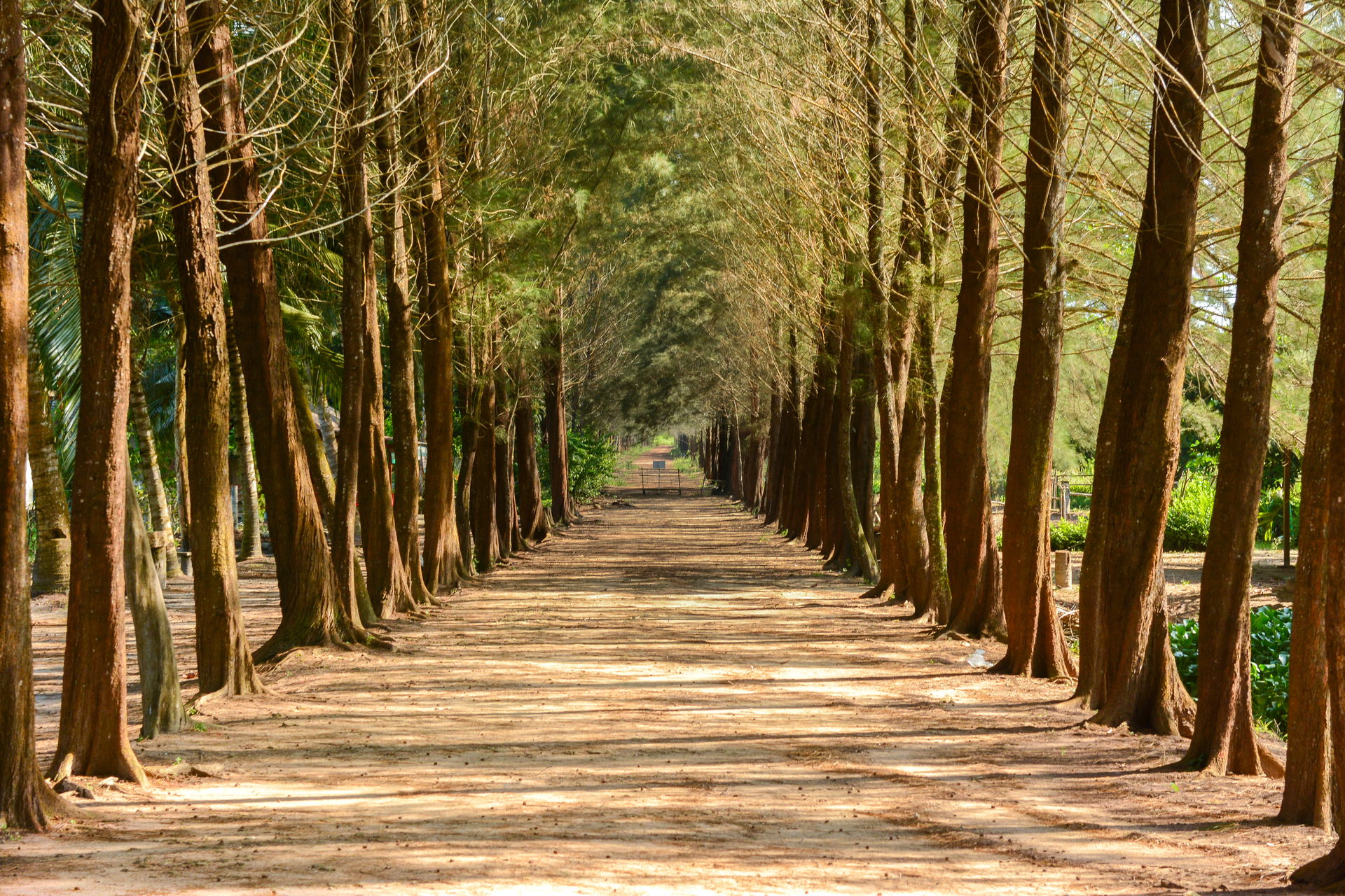 hutan pohon pinus, merupakan salah satu destinasi wisata di kep…