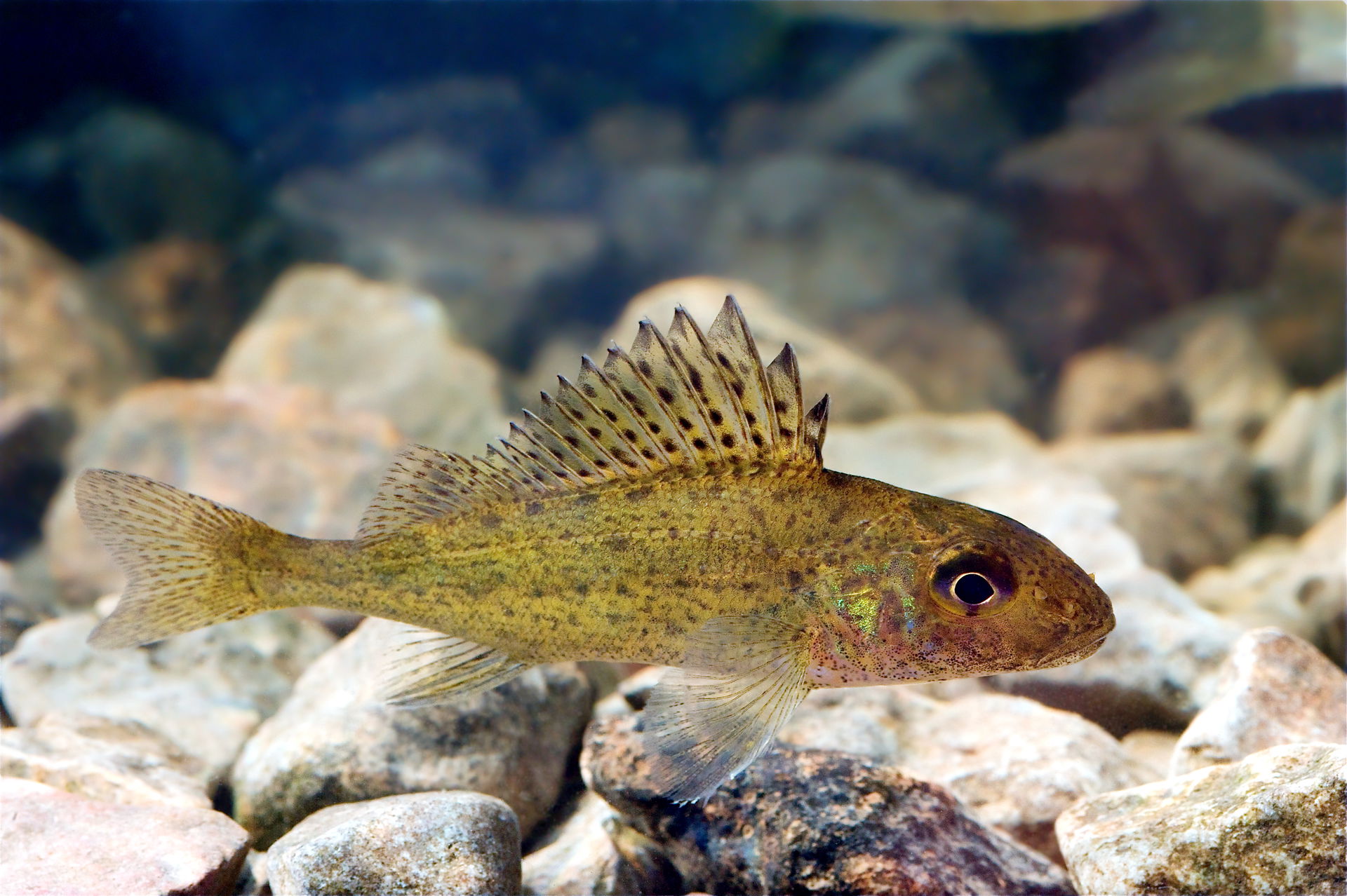 Eurasian ruffe (Gymnocephalus cernuus) in the Pärnu River, Esto…