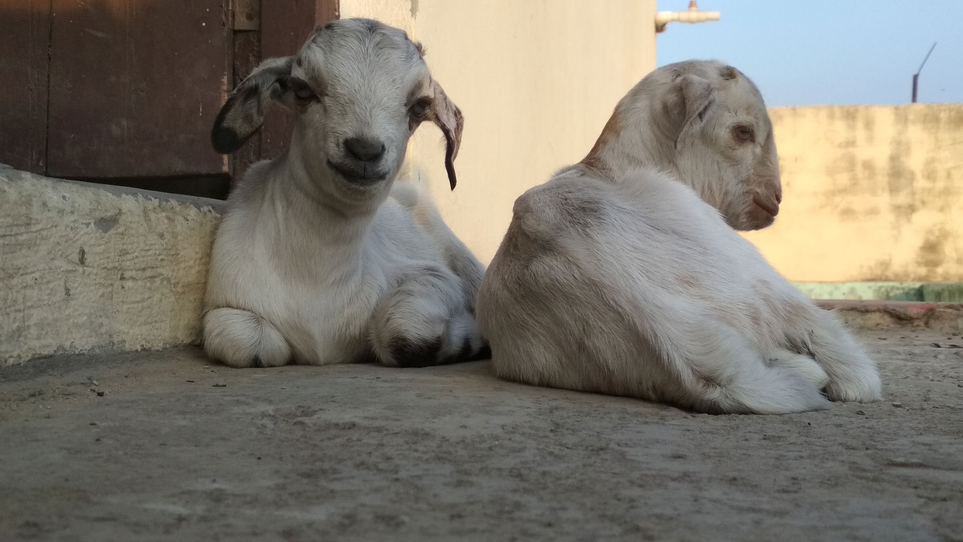 A pair Lamb