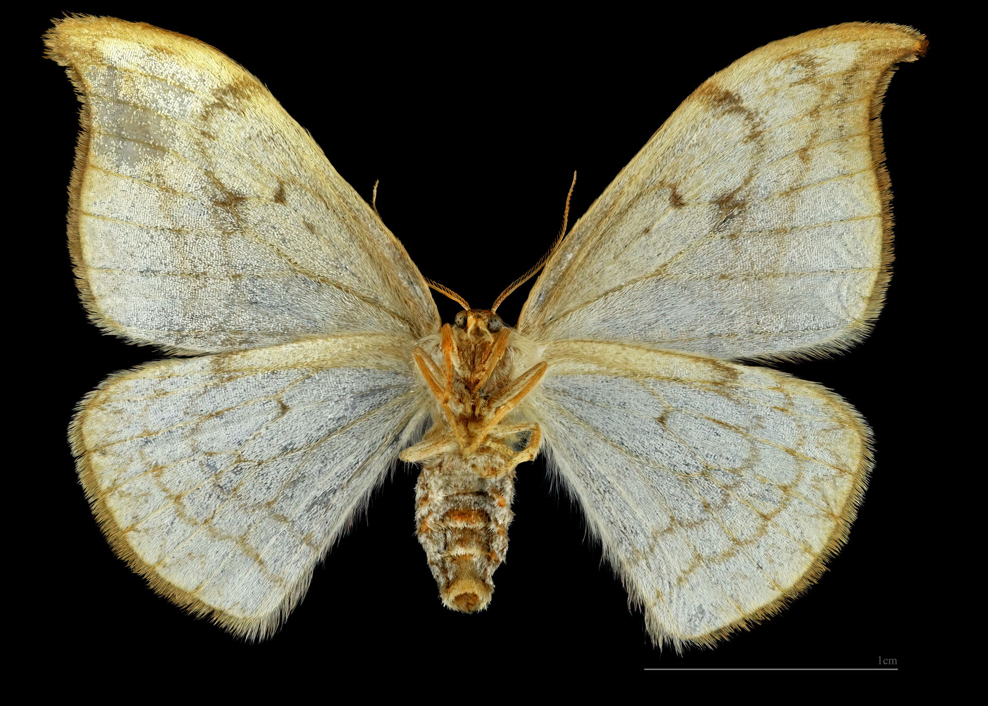 Drepana falcataria - Ventral side
