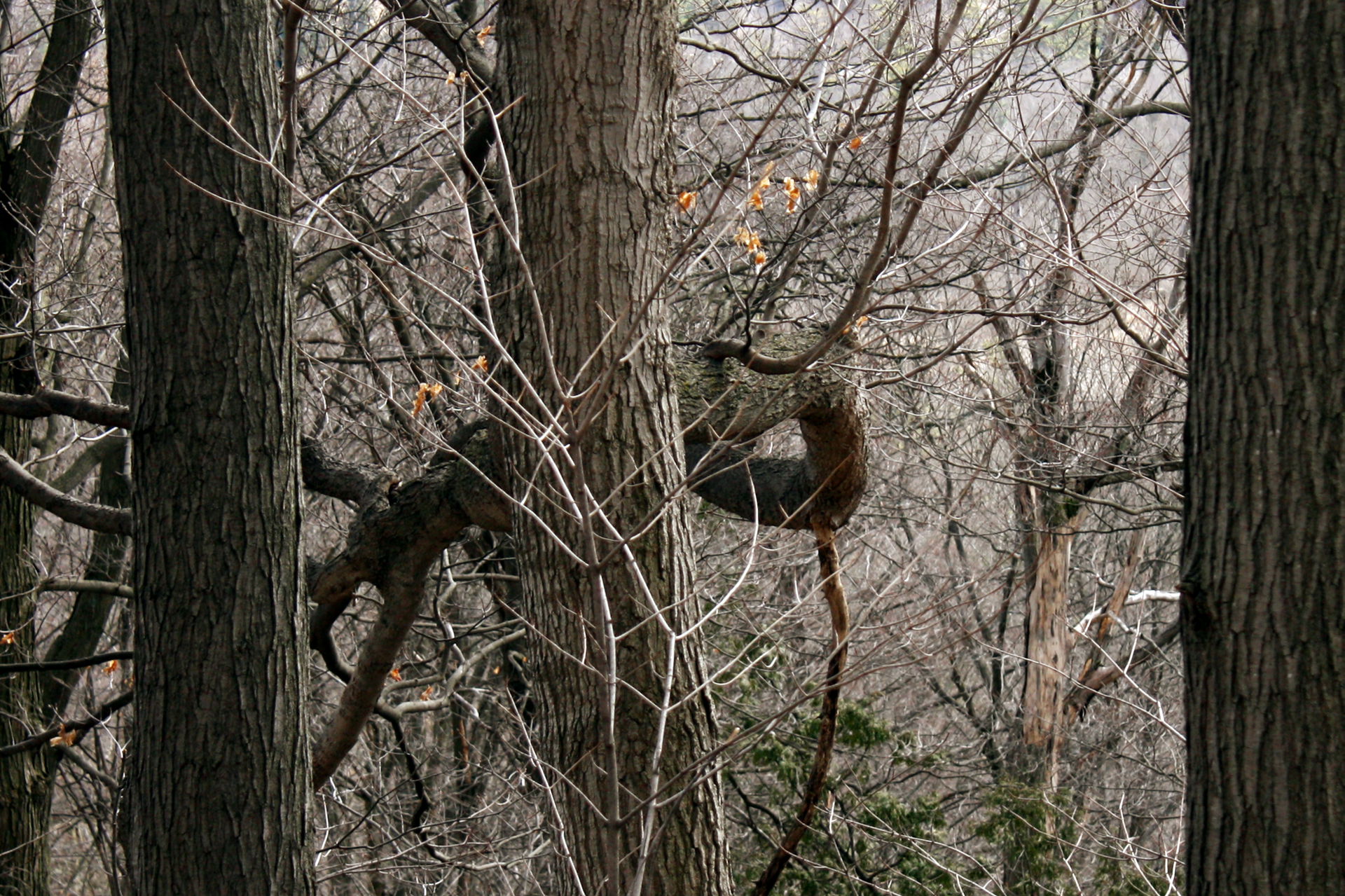 An exploration of the Halton Hills Conservation.