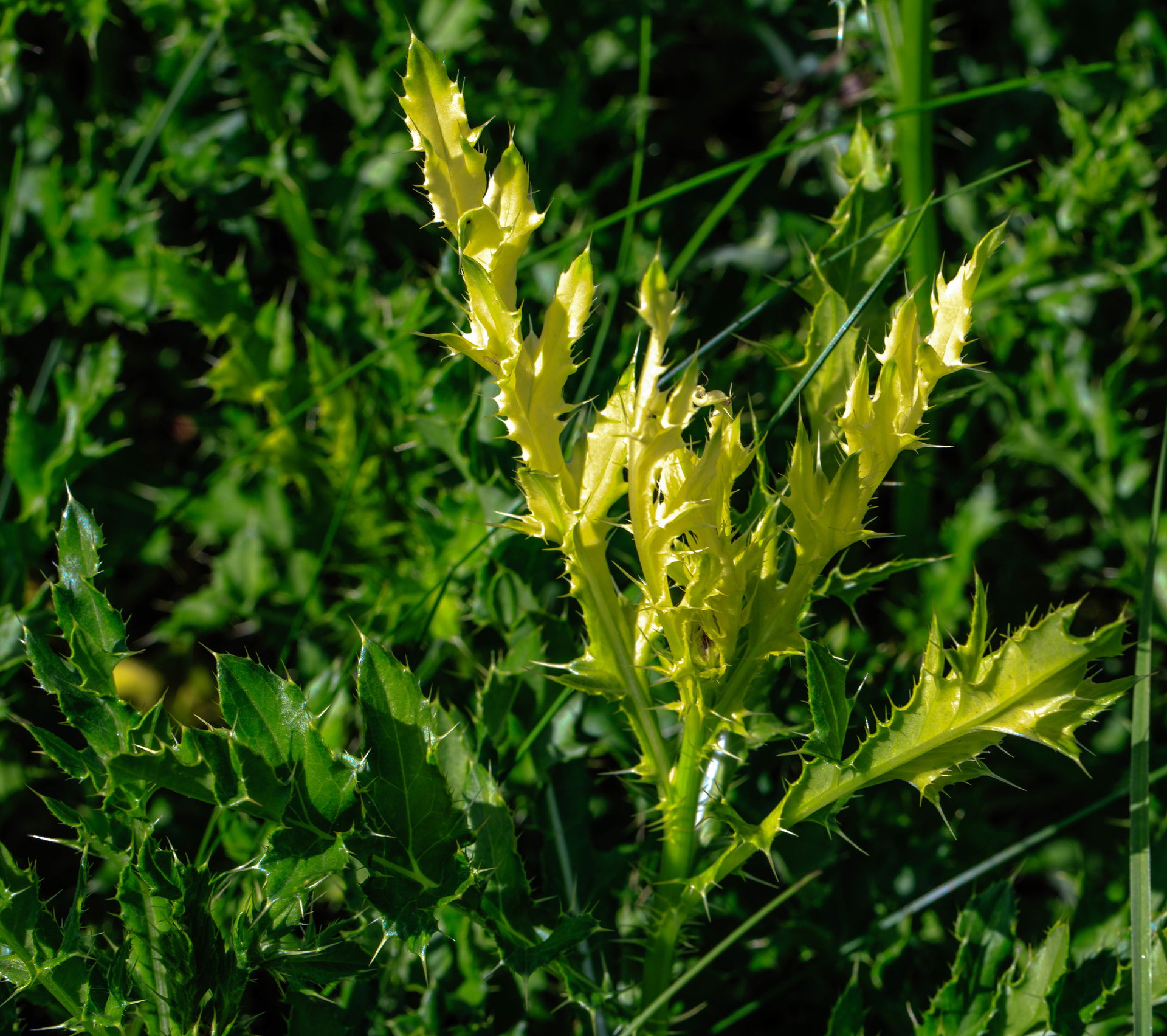 Valemount wetland area trails...