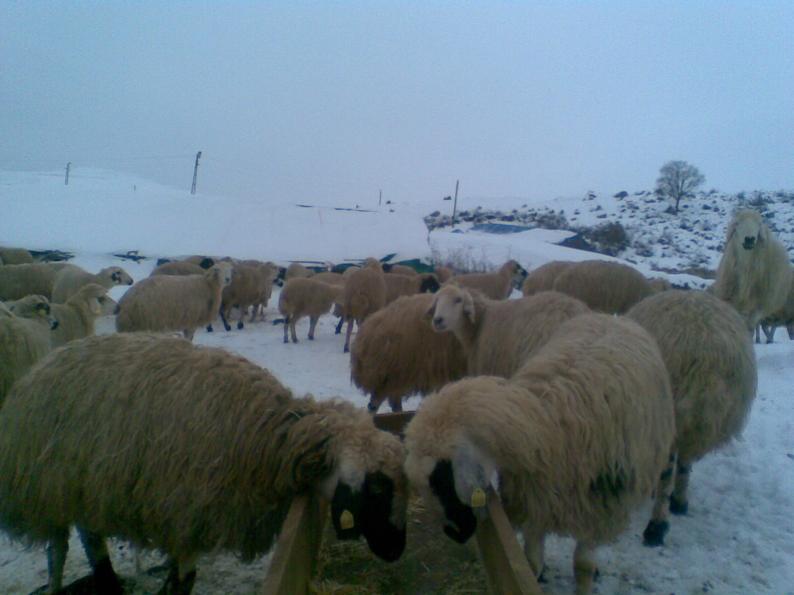 Cebe, Çemişgezek