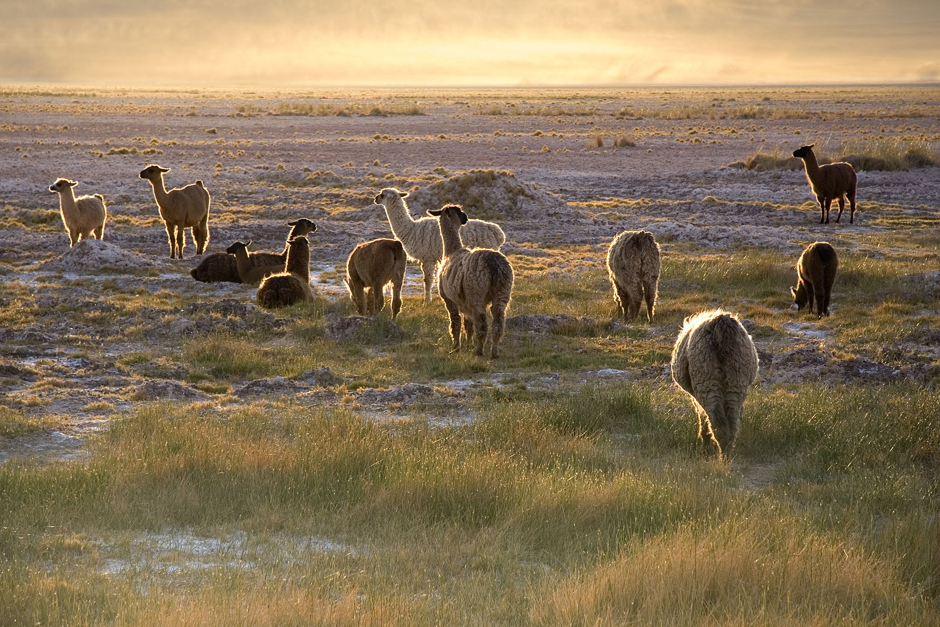 Llamas (Lama glama) in the sunset near San Pedro de Atacama at …