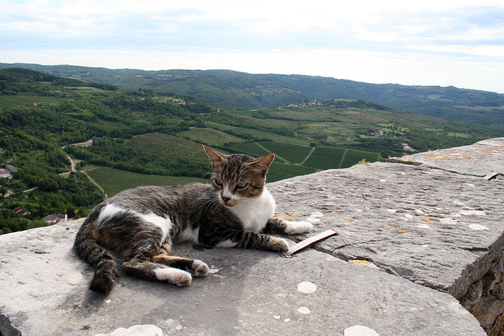 Castle wall, Motovun, Croatia