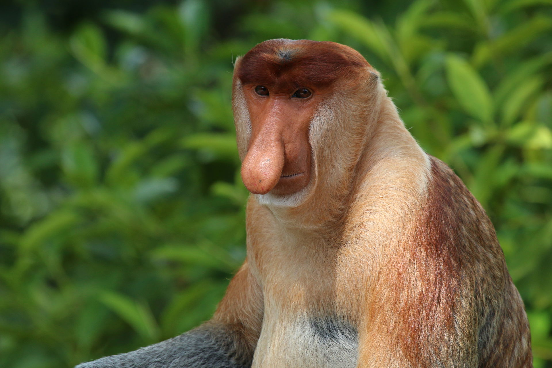 Proboscis monkey (Nasalis larvatus) male Labuk Bay, Sabah, Born…