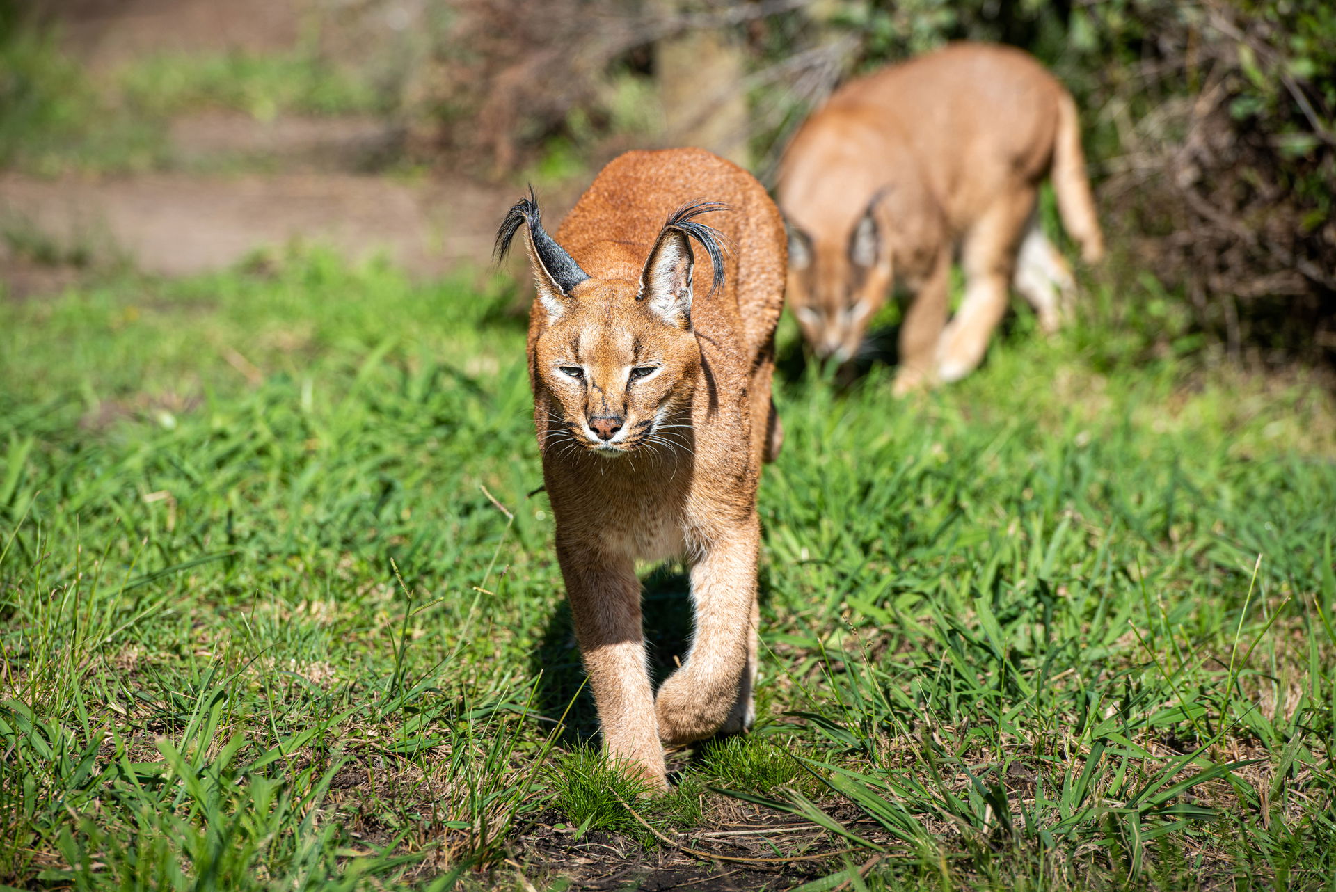 Caracal (Caracal caracal)