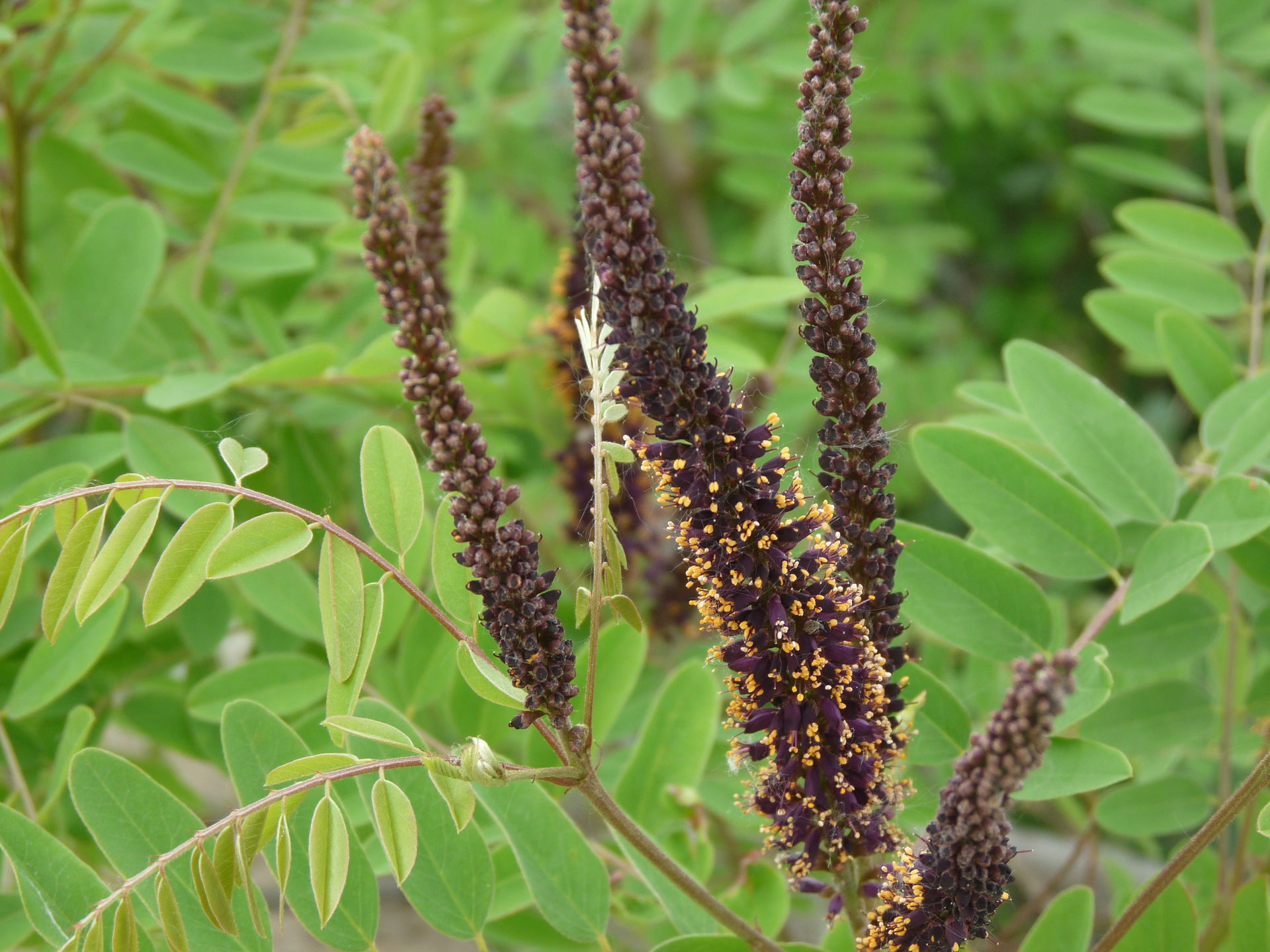 Flowers along the Danube riverbank