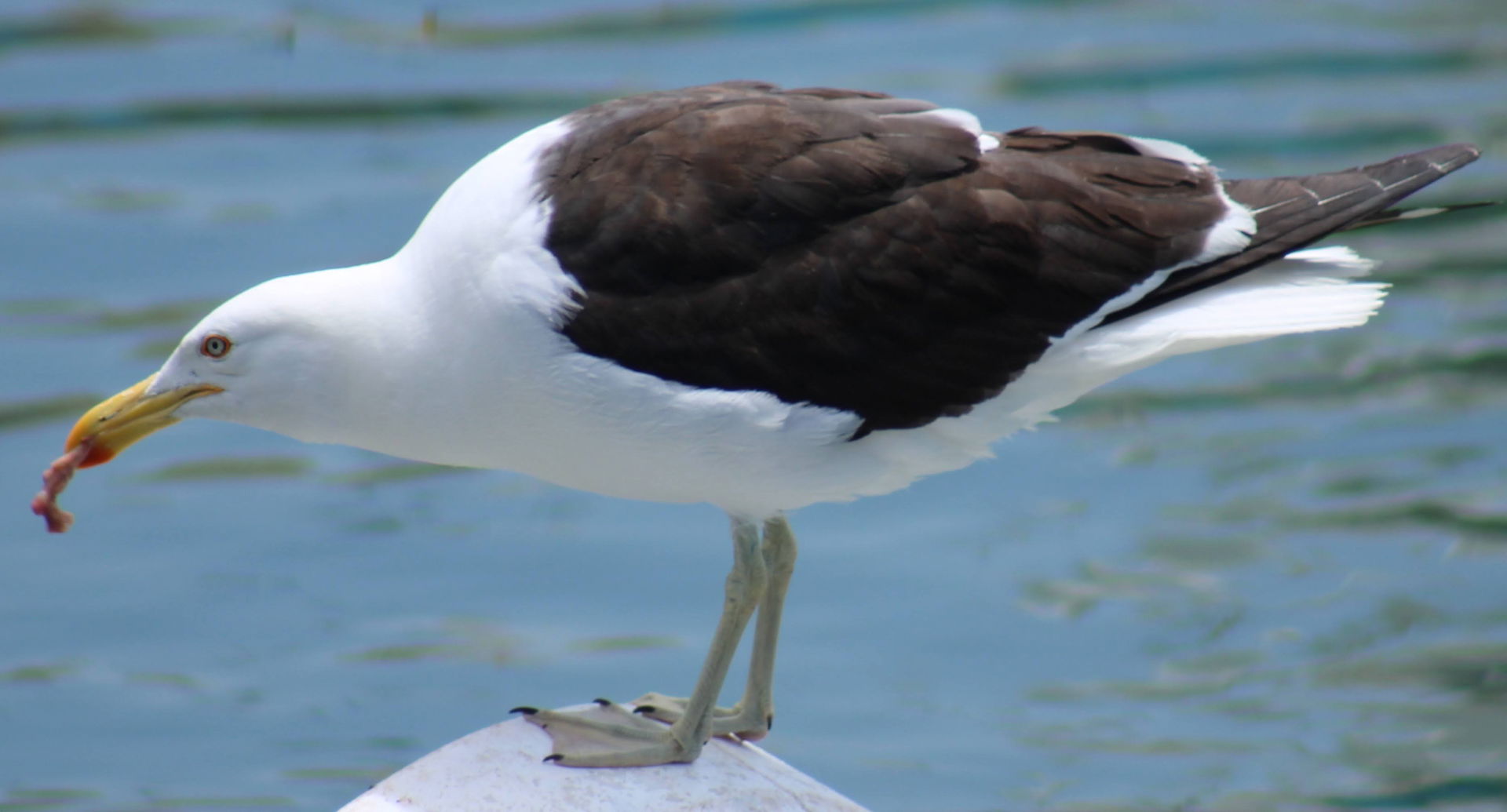 Larus Argentatus at Punta del Este