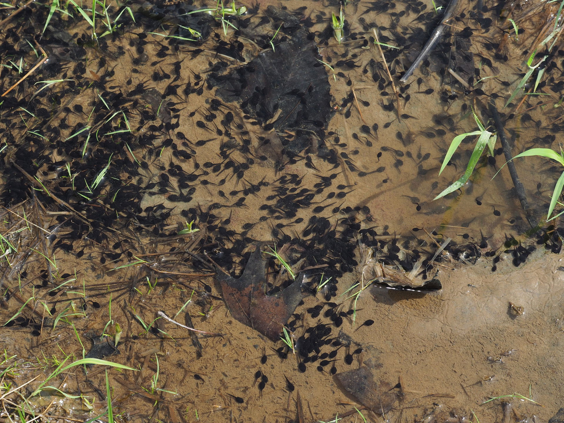 A swarm of Eastern American toad tadpoles (Anaxyrus americanus …