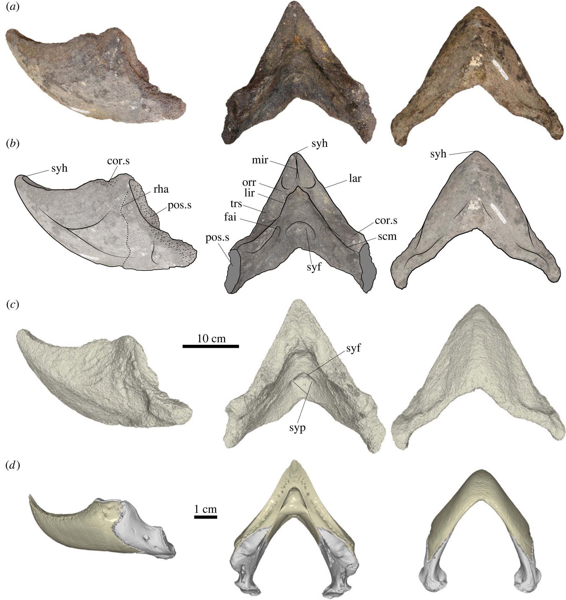 Holotype mandible of Peltocephalus maturin (a-c) compared to th…