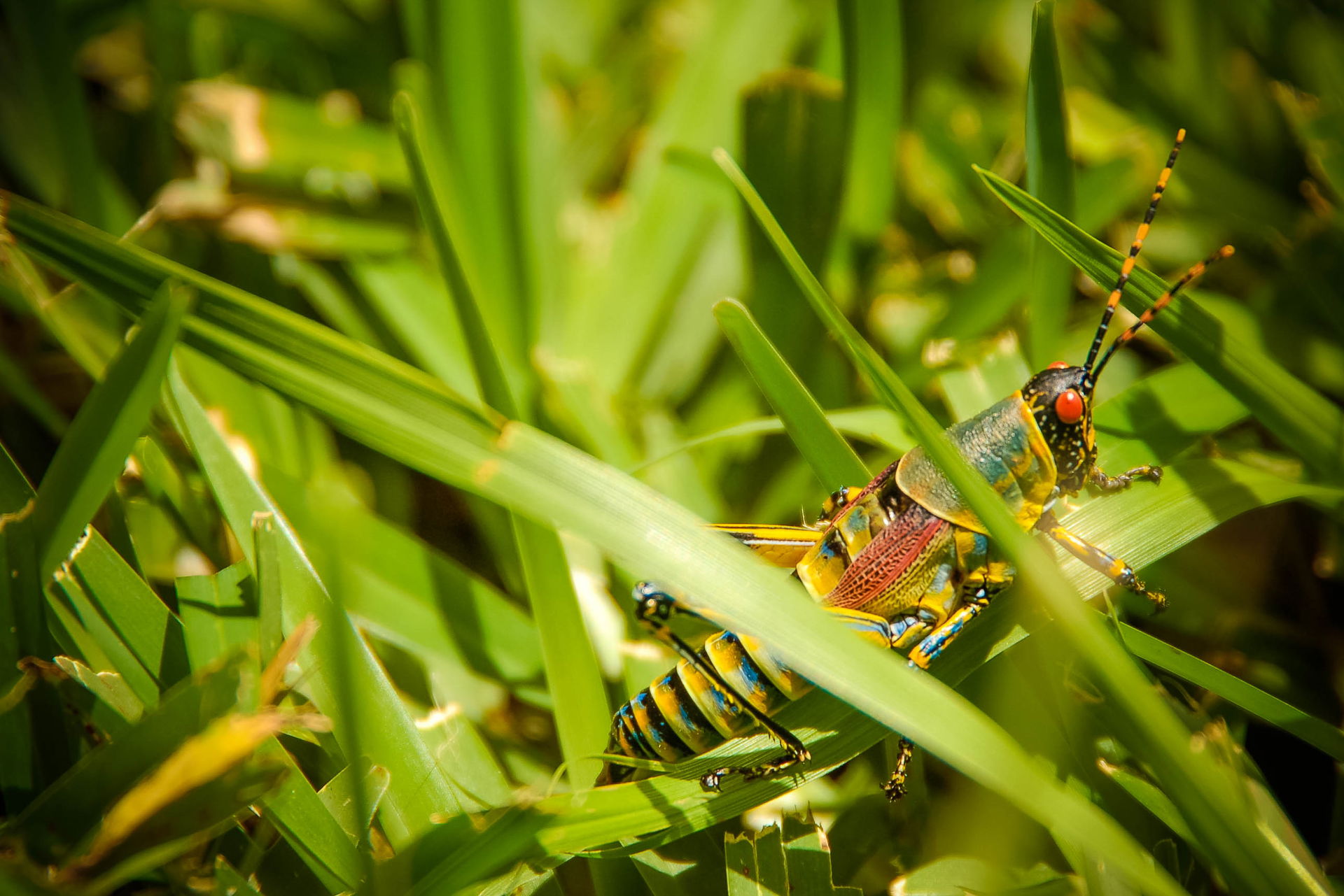 African armored cricket found in Namwera, Mangochi, Malawi
