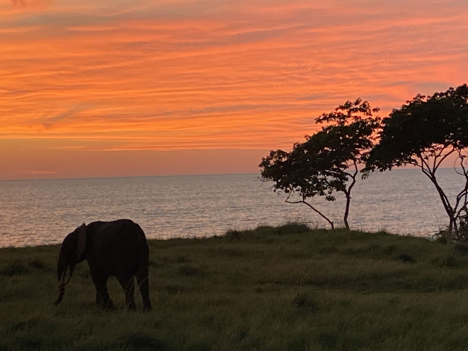 Gabon country of forest elephants (Loxodonta cyclotis)