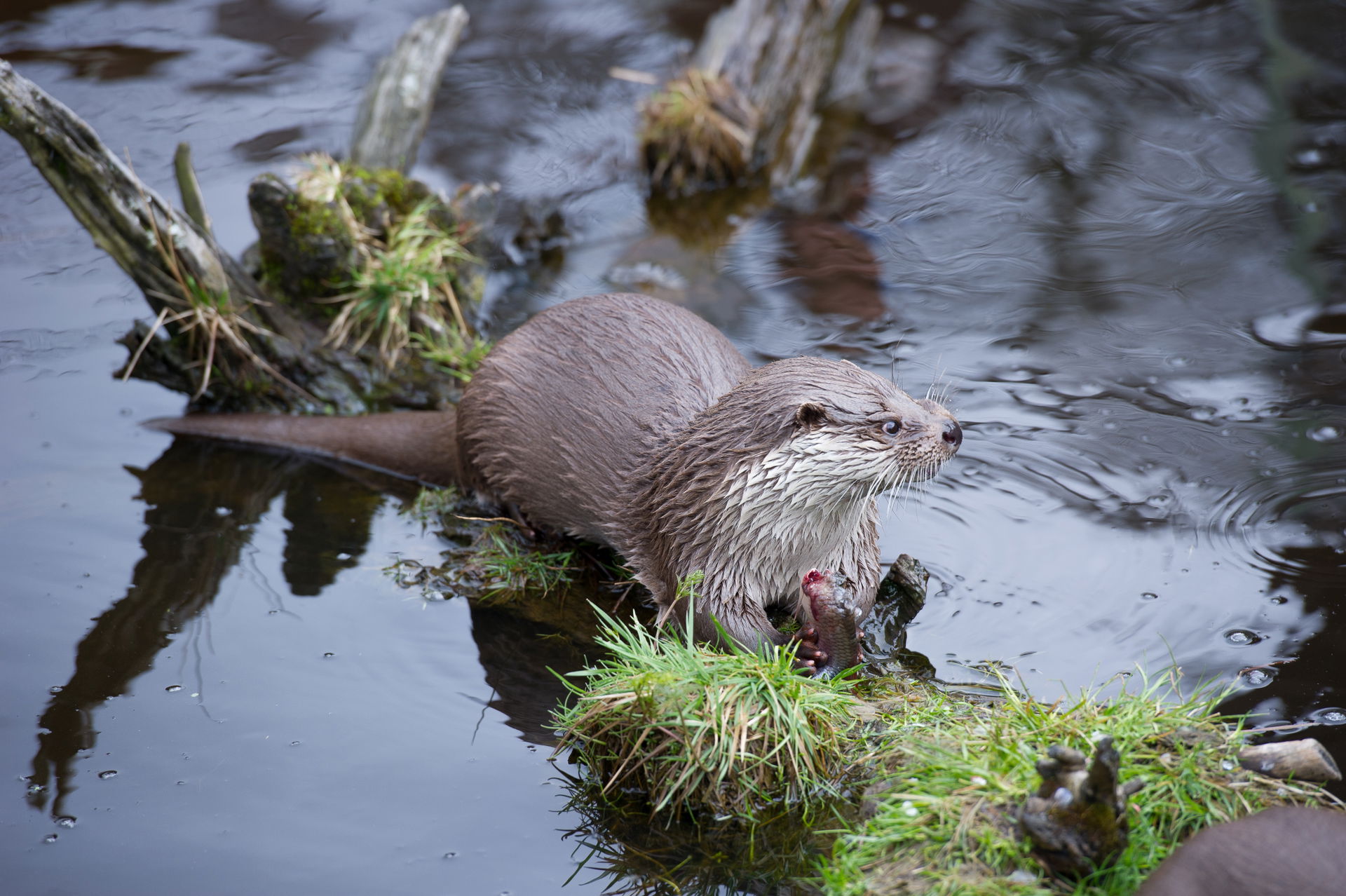 European otter (Lutra lutra)