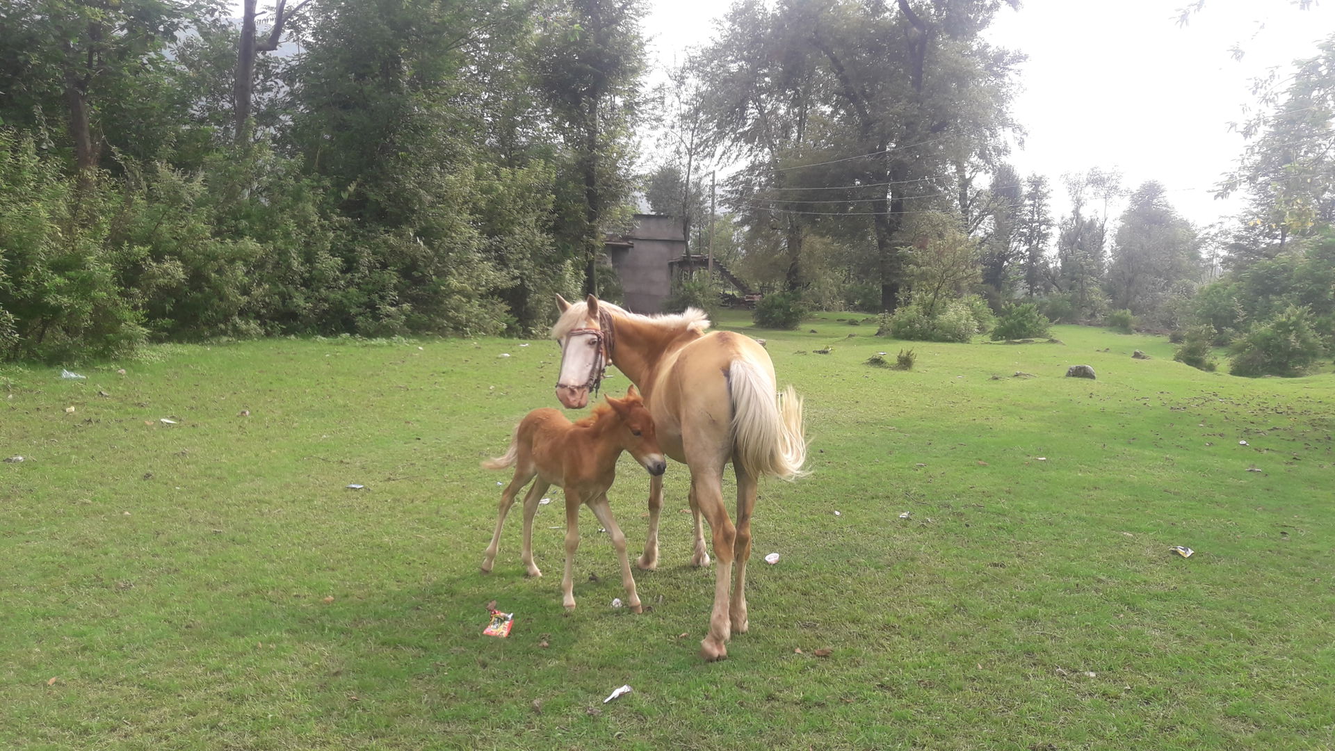 A Mare and Foal Grazing at the Meadows of Pir Panjal's Village …