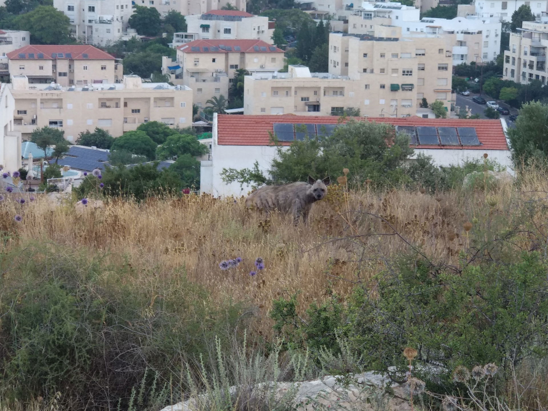 הצבועה המפוספסת "רותי" בשעת בוקר בגבעת התיתורה. ברקע בתי שכונת …