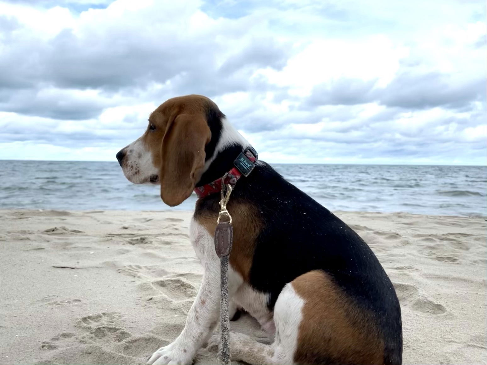Coco the beagle at Cha-Am Beach