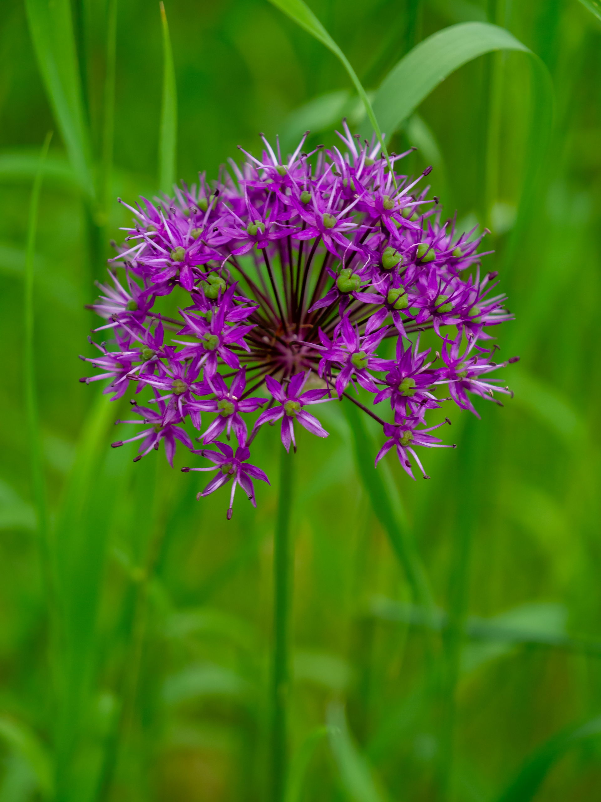 Wild Allium flower in Bad Homburg-Dornholzhausen
