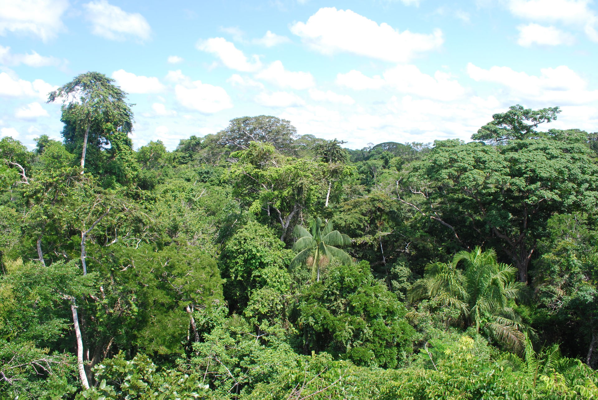 Trees Puerto Maldonado