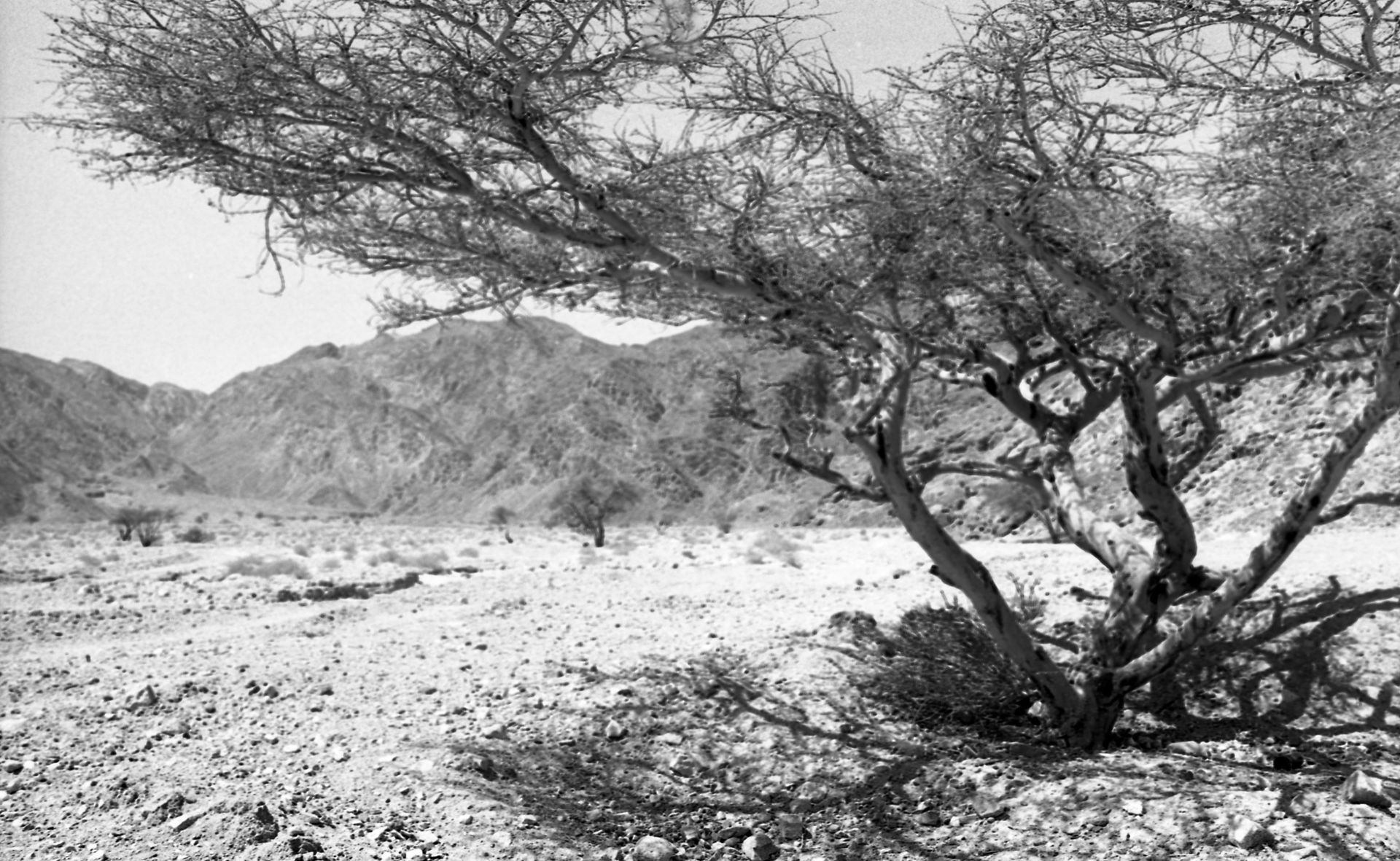 The paradise of Dahab in Sinai.