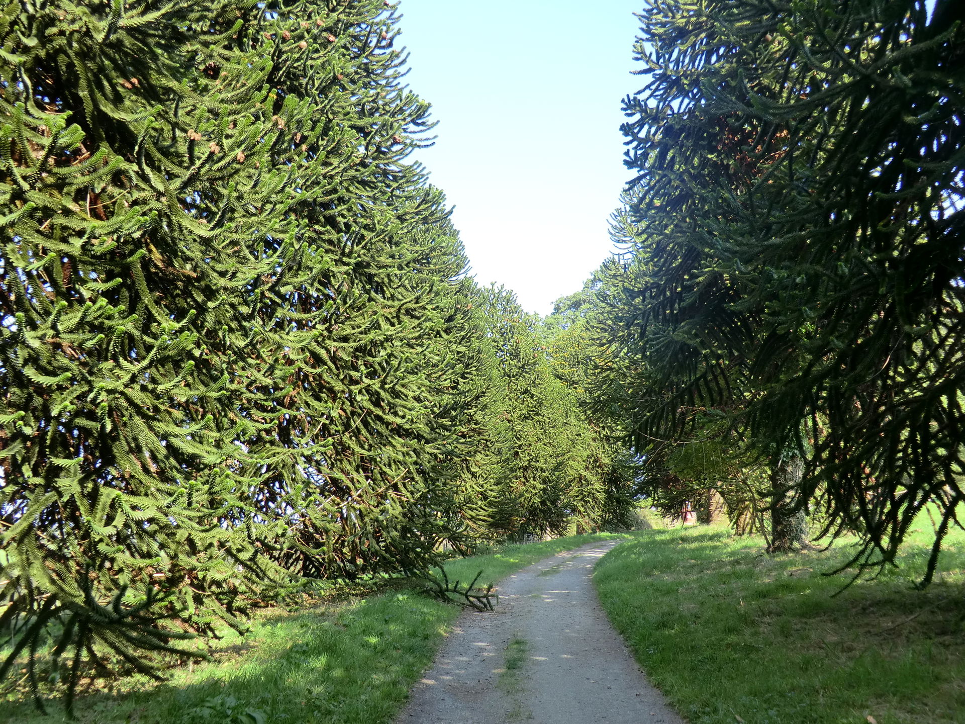 Araucarias  in Arlington Court, North Devon, England