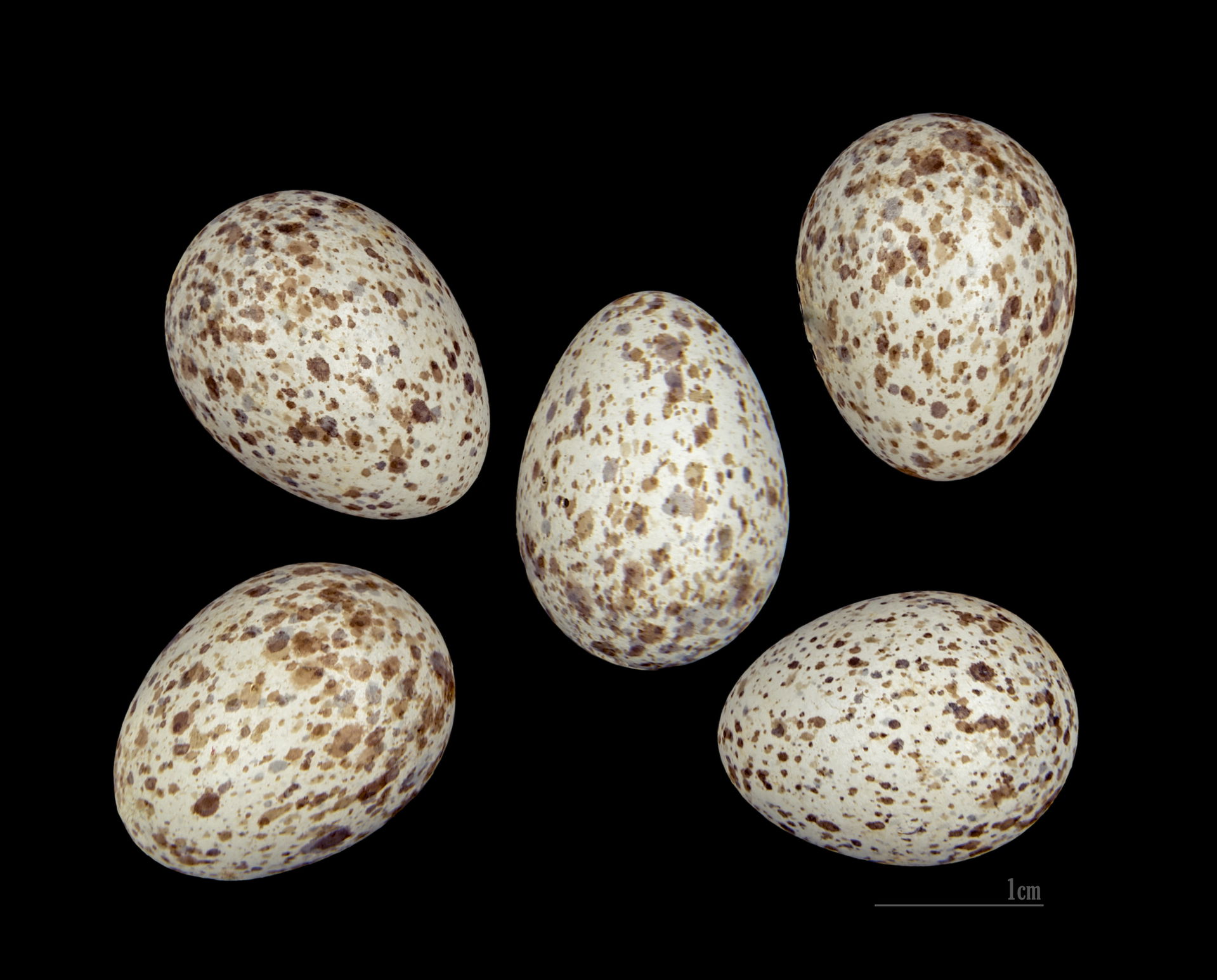 Egg of Thekla Lark - Collection of Jacques Perrin de Brichambaut