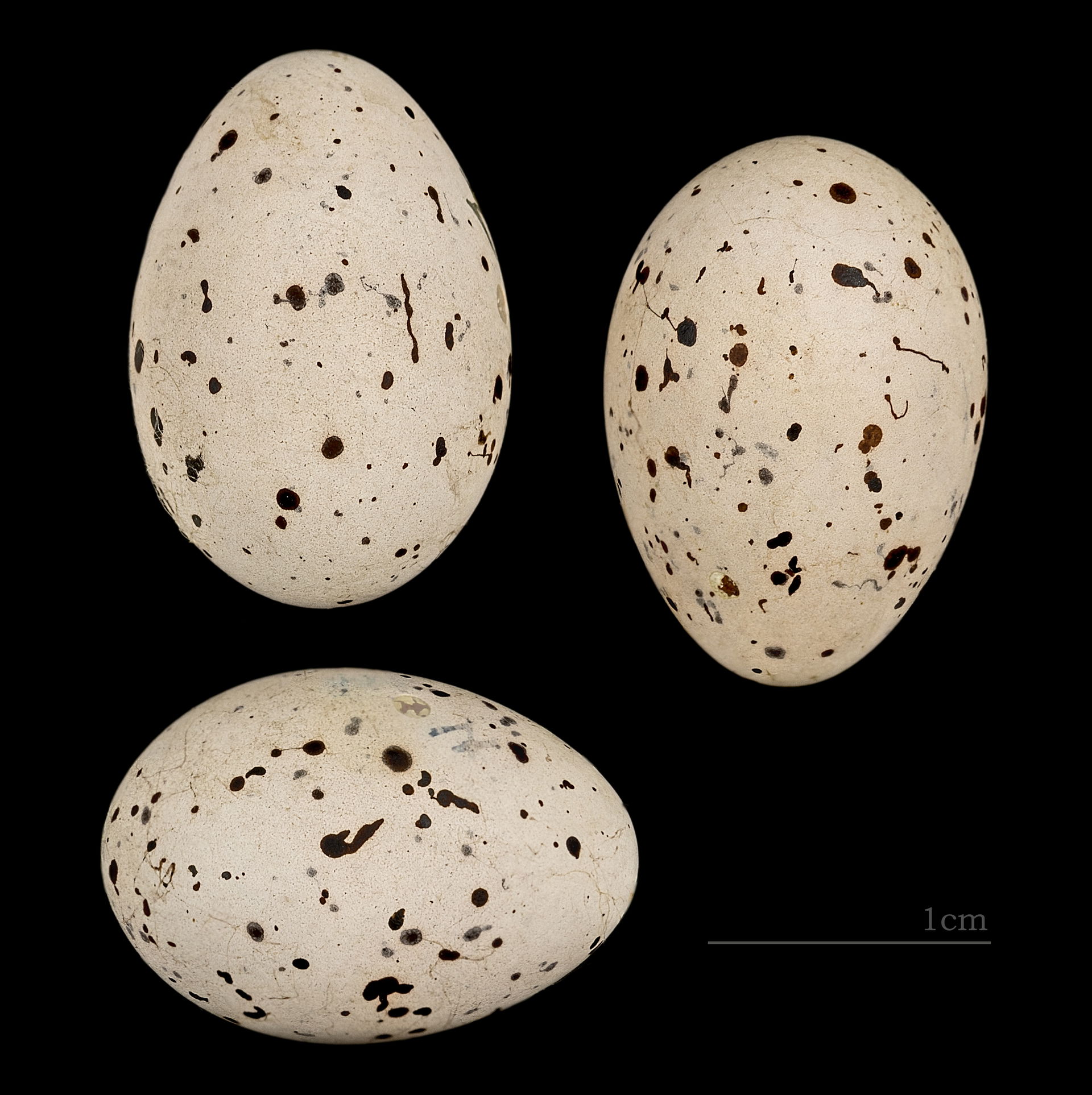 Egg of Eastern Olivaceous Warbler Collection of Henri Heim de B…