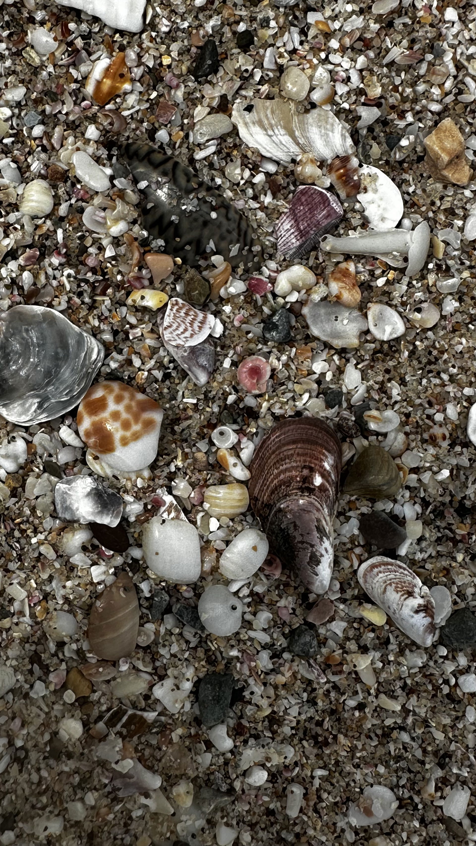 Beautiful seashells 🐚 from the shores of Al Ashkharah 🌊, full…