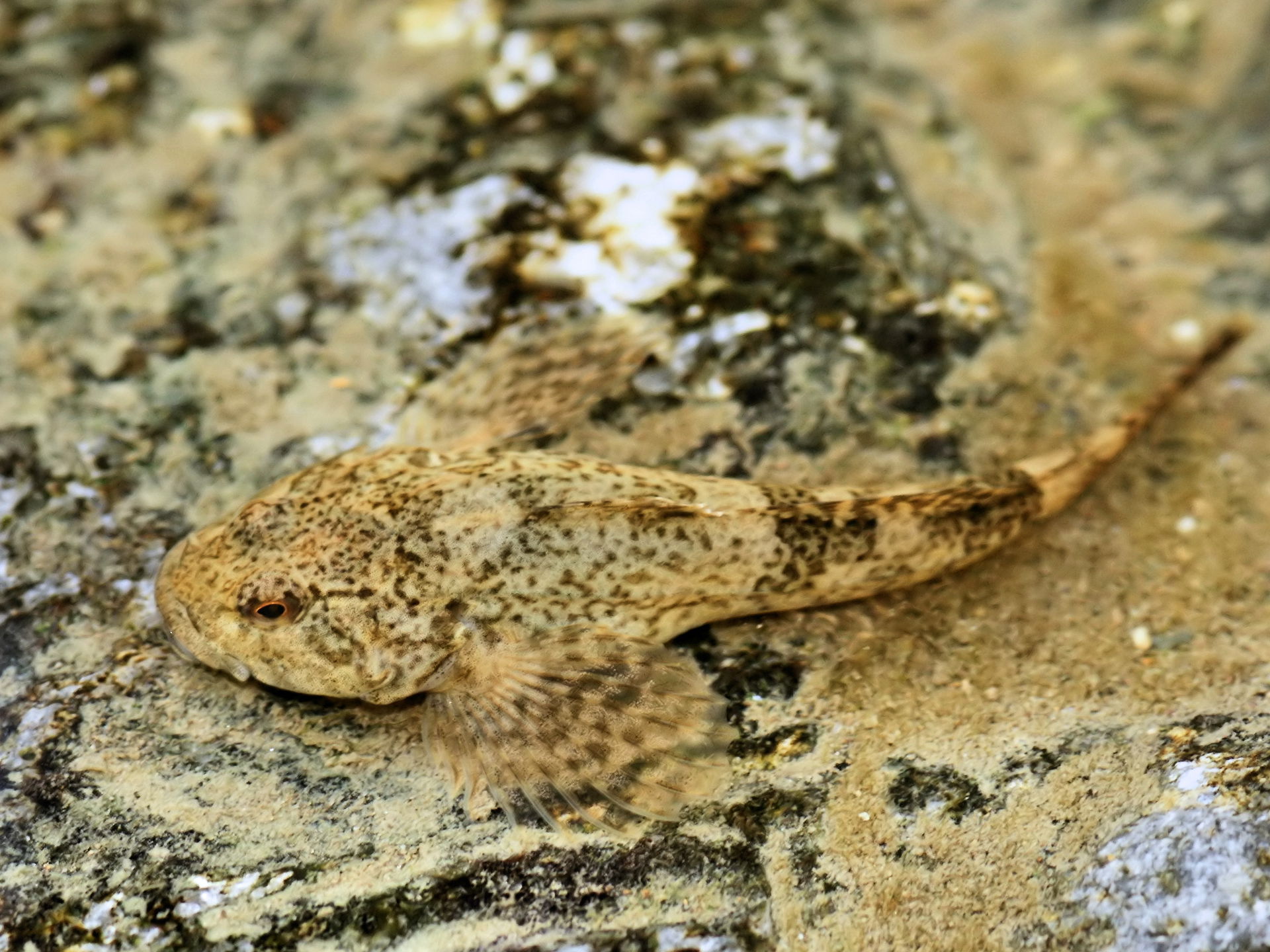 European bullhead in the Viroin close to Nismes.