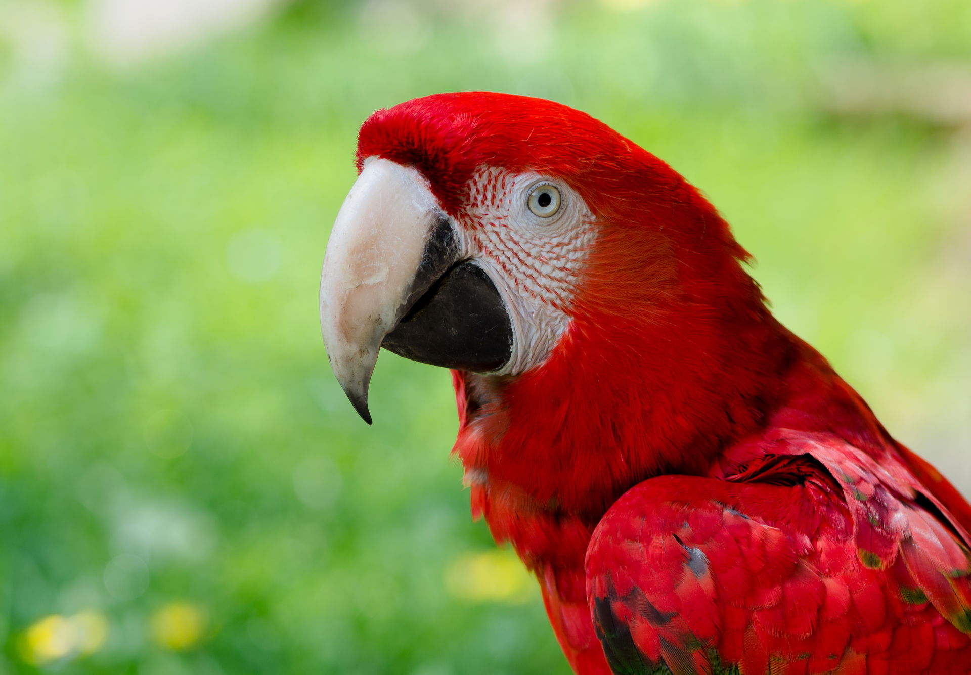 Hybrid of Green-winged Macaw and Scarlet Macaw, photographed in…