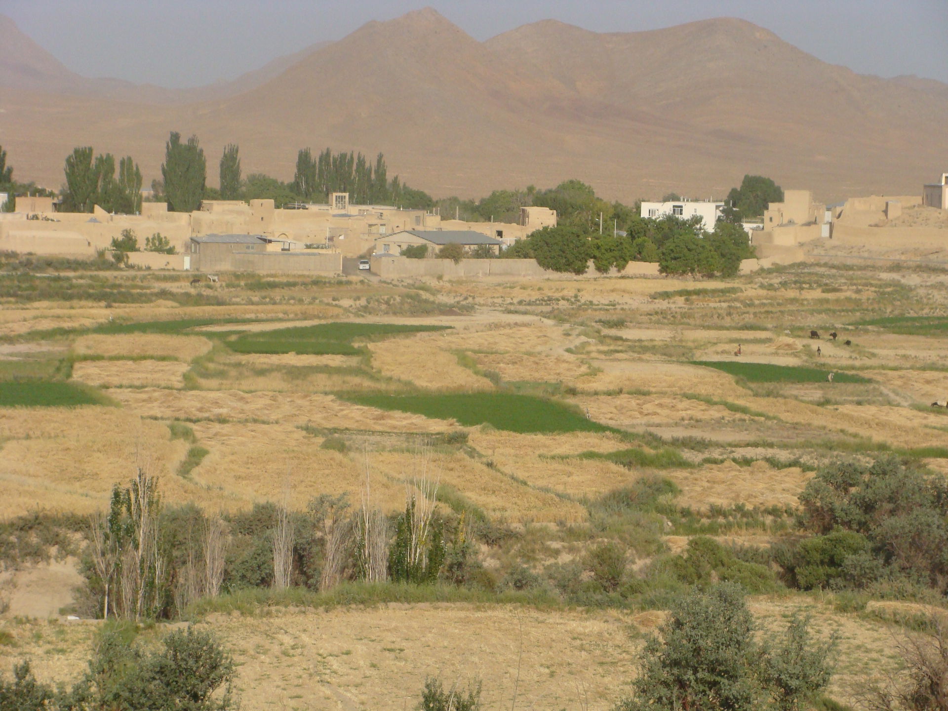 نمایی از روستای بیدشک به همراه مزارع کشاورزی