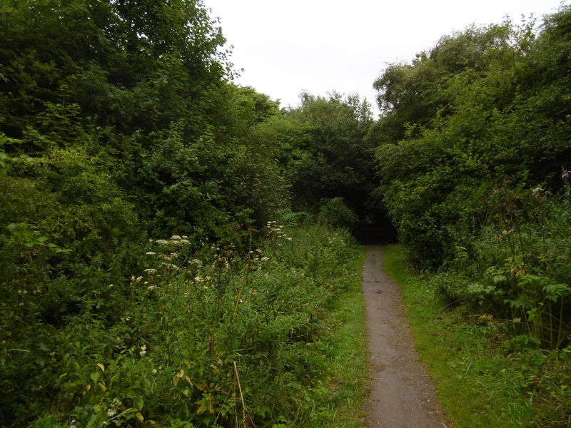 Cutting, Shotton Colliery