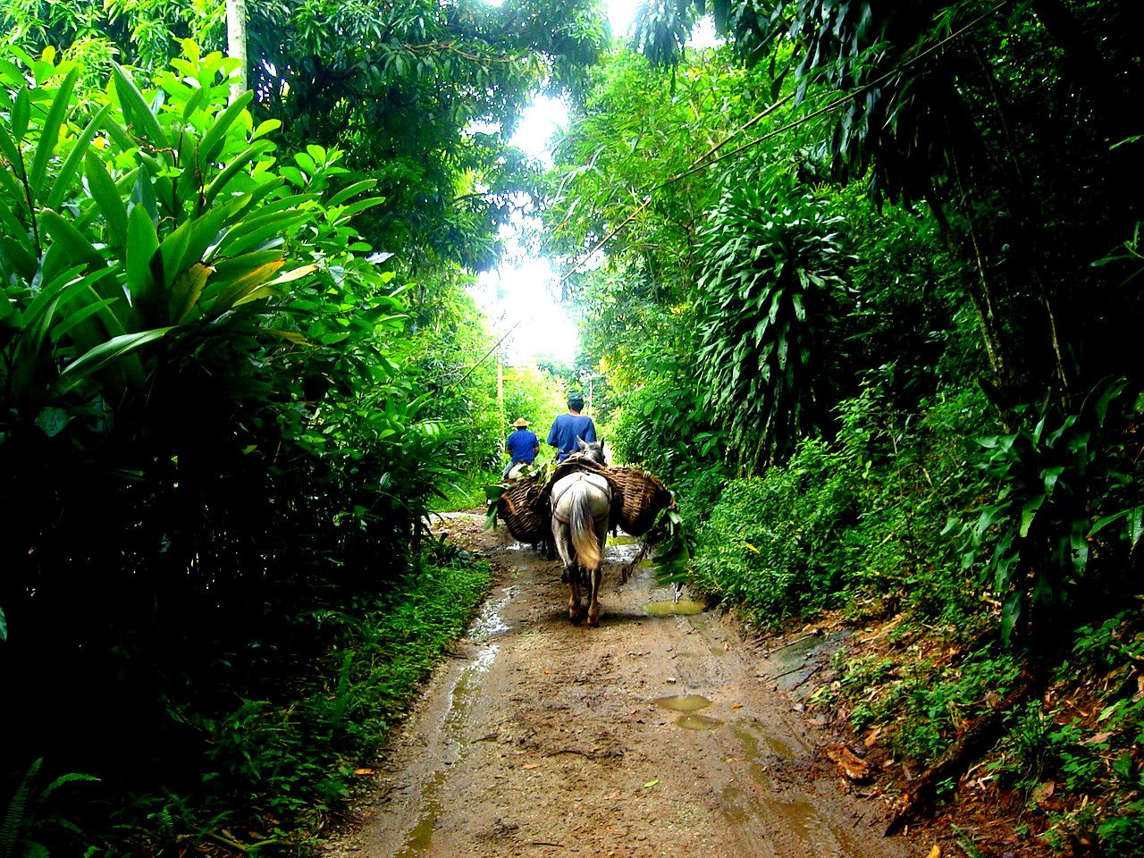 Exploração vegetal em Seropédica
