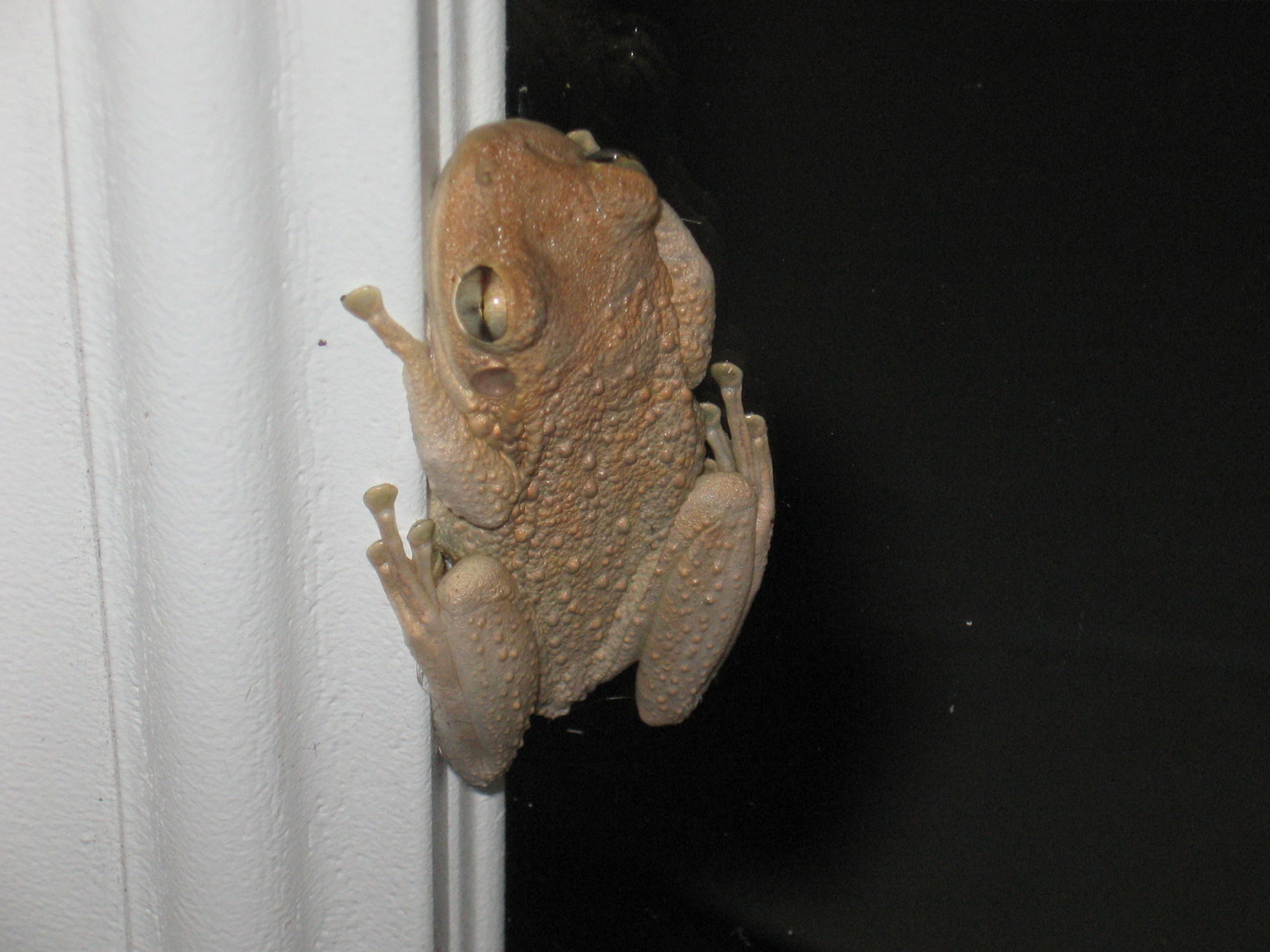 Cuban Tree Frog in Bradenton, FL